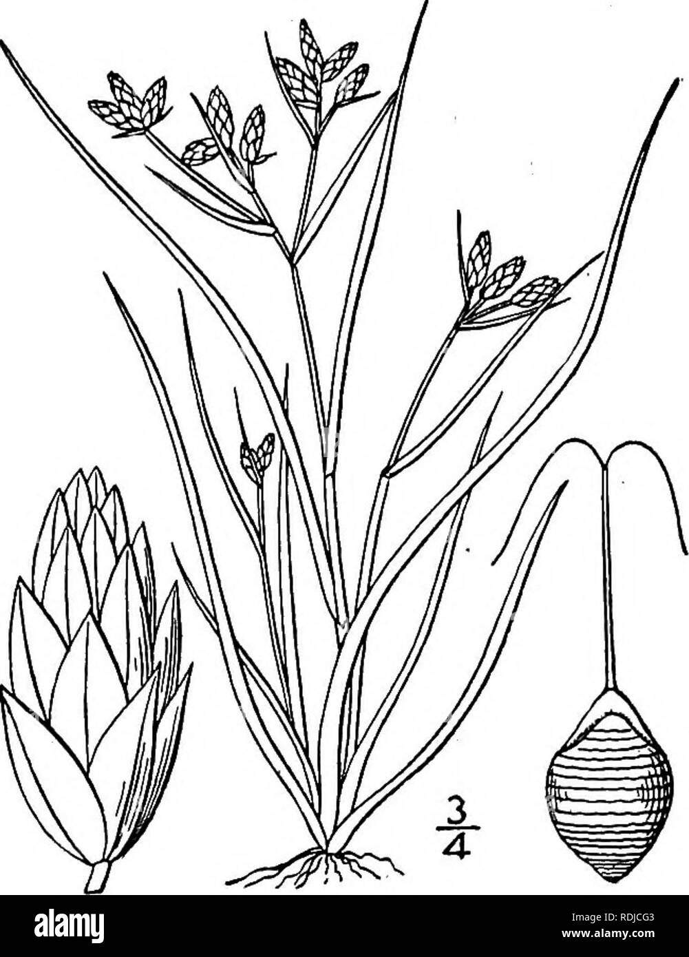 . An illustrated flora of the northern United States, Canada and the British possessions, from Newfoundland to the parallel of the southern boundary of Virginia, and from the Atlantic Ocean westward to the 102d meridian. Botany; Botany. Genus 14. SEDGE FAMILY. 347 1. Psilocarya nitens (Vahl) Wood. Short-beaked Bald-rush. Fig. 855. Scirpus nitens Vahl, Enum. 2: 272. 1806. P. rhynchosporoides Torr. Ann. Lye. N. Y. 3: 361. 1836. Rhynchospora nitens A. Gray, Man. Ed. 5, 568. 1867. Psilocarya nitens Wood, Bot. &amp; Fl. 364. 1870. Glabrous, culms tufted, slightly angled, 3'-2° tall. Leaves narrowly Stock Photo