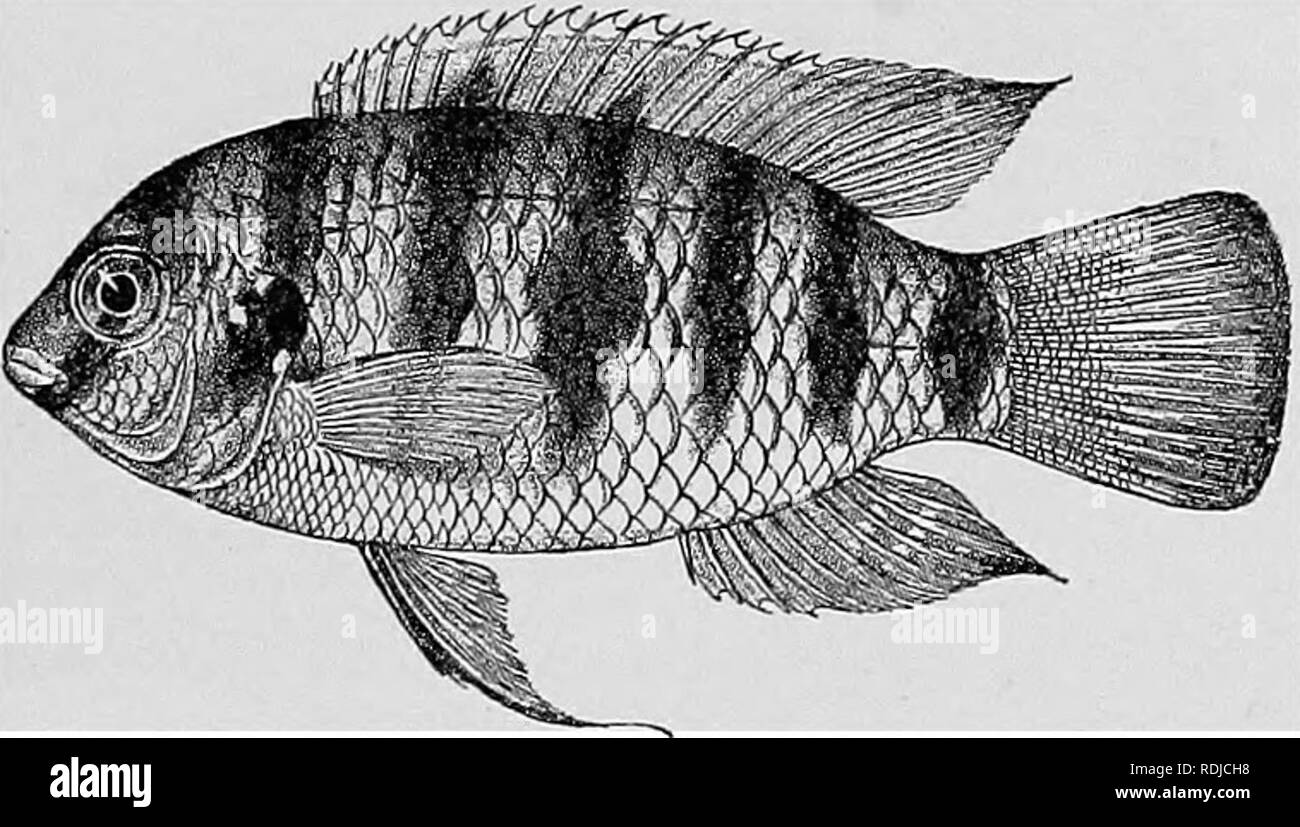 . Catalogue of the fresh-water fishes of Africa in the British museum (Natural history) ... Fishes; Freshwater animals. CICllLID.^^. 331 31a. PARATILAPIA THOi¥ASI. Bouleng. Ann. &amp; Mag. N. H. (8) xv. 1915, p. 204. Depth of body 2 to 2^ times in total length, length of head 2| to 84 times. Head twice as long as broad ; snout with convex upper profile, broader than long, | to | postocular part of head ; eye B| to 3J times in length of head, 1 to IJ times in interorbital width, greater than prseorbital depth; mouth rather small, extending to between nostril and eye; prseraaxiJlary processes sh Stock Photo
