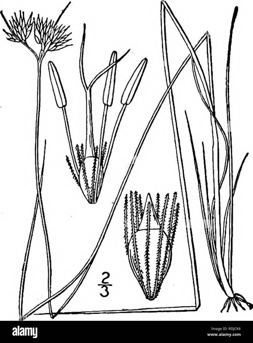. An illustrated flora of the northern United States, Canada and the British possessions, from Newfoundland to the parallel of the southern boundary of Virginia, and from the Atlantic Ocean westward to the 102d meridian. Botany; Botany. Genus 12. SEDGE FAMILY. 343. 4. Rynchospora alba (L.) Vahl. White Beaked-rush. Fig. 844. Schoenus albusL. Sp. PI. 44. 1753. Rynchospora alba Vahl, Enum. 2: 236. 1806. Rynchospora alba macra Clarke; Britton, Trans. N. Y. Acad. Sci. 11: 88. 1892. Pale green, rootstocks short, culms slender or almost filiform, glabrous, 6'-2o' tall. Leaves bristle- like, &quot;- Stock Photo