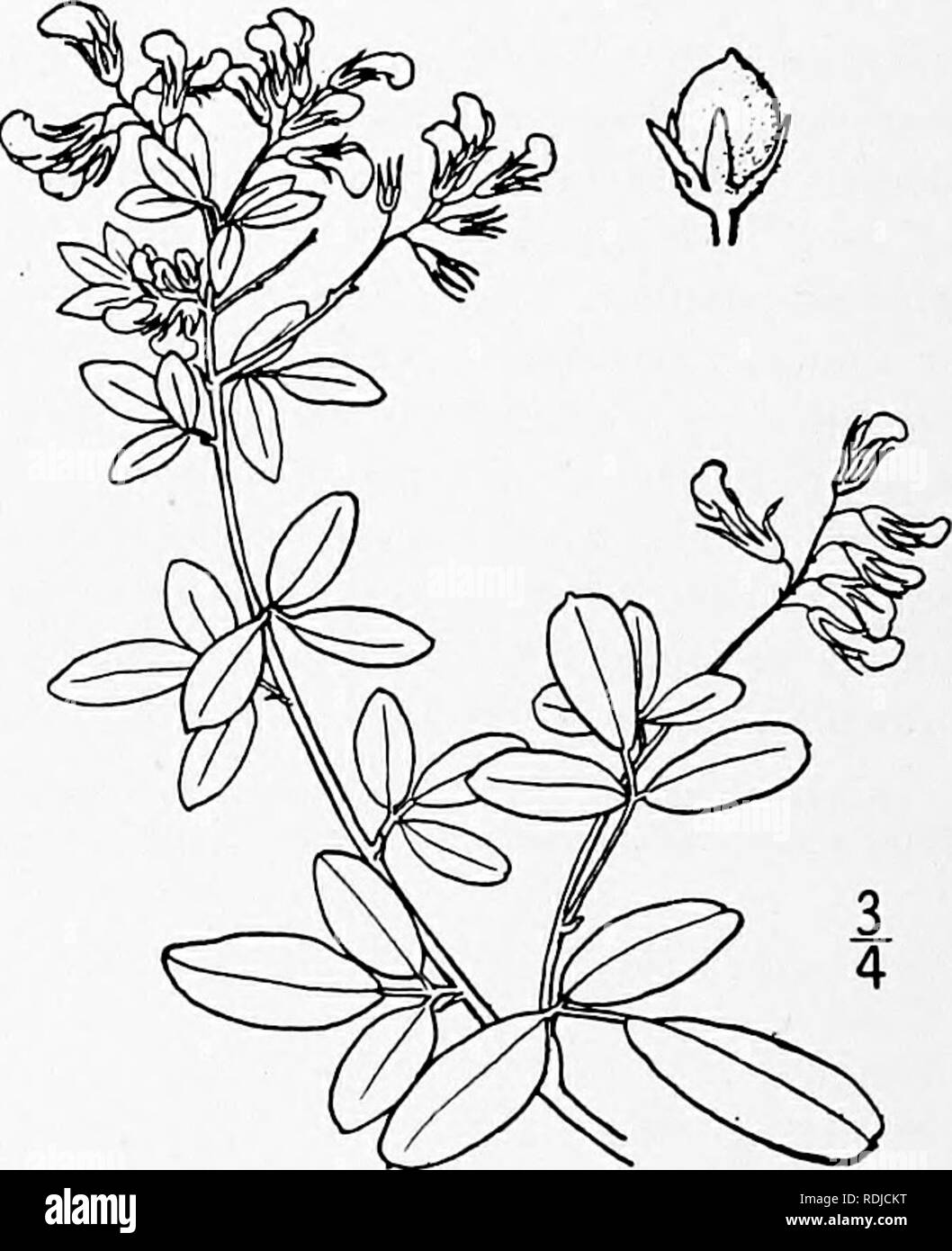. An illustrated flora of the northern United States, Canada and the British possessions, from Newfoundland to the parallel of the southern boundary of Virginia, and from the Atlantic Ocean westward to the 102d meridian. Botany; Botany. 5. Lespedeza Brittonii Bicknell. Britton's Bush-clover. Fig. 2601. L. Brittonii Bicknell, Torreya i: 103. 1901. Stems ascending, finely pubescent or tomen- tosc at least above, 4° long or less. Leaves short-petioled; leaflets firm in texture, oblong to elliptic, obtuse, mucronulate, i'-2' long, finely pubescent or glabrate above, densely velvety- pubescent bene Stock Photo