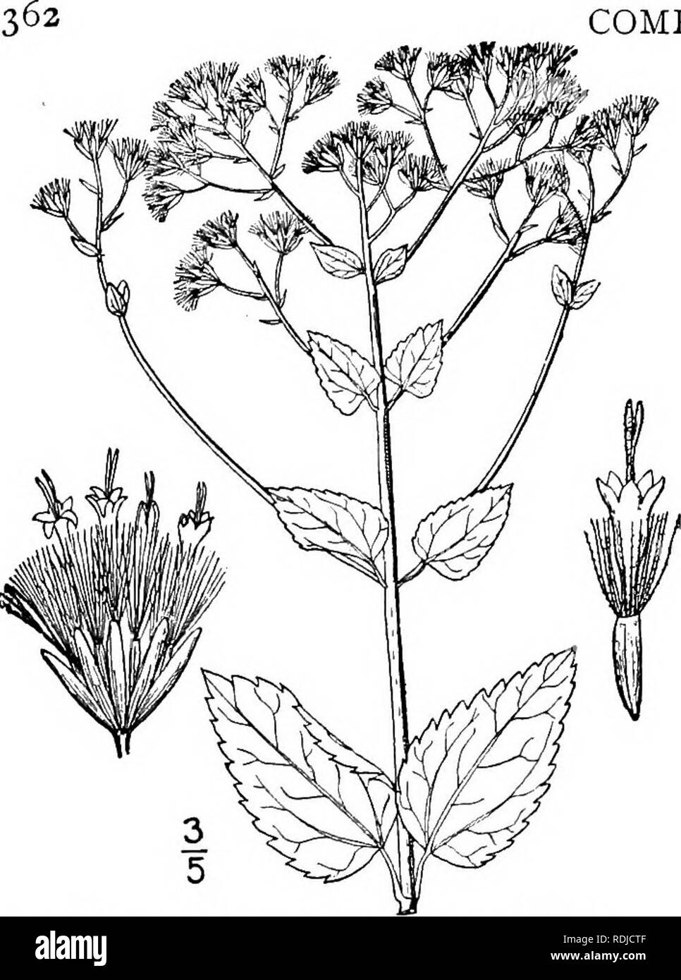 . An illustrated flora of the northern United States, Canada and the British possessions, from Newfoundland to the parallel of the southern boundary of Virginia, and from the Atlantic Ocean westward to the 102d meridian. Botany; Botany. COMPOSITAE. Vol. III. 19. Eupatorium aromaticum L. Smaller White Snake-root. Fig. 4170. Eupatorium aromaticum L. Sp, PI. 839. 1753. Puberulent or glabrate, slender, branched at the summit, i°-2° high. Leaves opposite, peti- oled, firm, obtuse or acutish at the apex, round- ed, cordate or sometimes narrowed at the base, crenate-dentate, ii'-3' long, o/'-i8&quot; Stock Photo