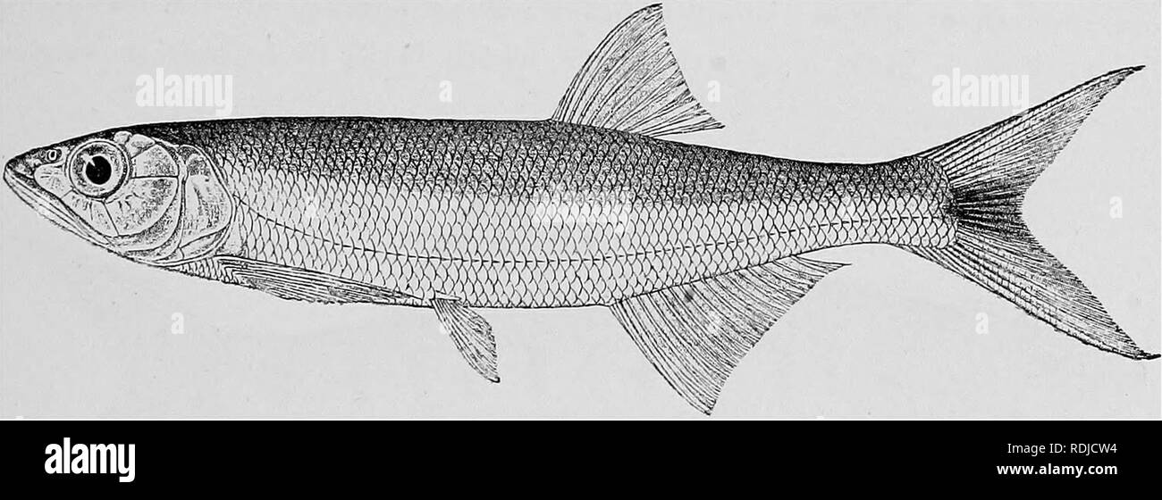 . Catalogue of the fresh-water fishes of Africa in the British museum (Natural history) ... Fishes; Freshwater animals. CTPRINID^E. 277 9. BARILIUS UBANGENSTS, Pellegr. Steind. Anz. Ak. Wien, 1911, p. 53-1. BariUus iihangensis, var. cMloangw, Bouleng. Ann. Mus. Congo, Zool. ii. 3, p. 1(5, pi. xvii. fig. 5 (1912). Barllhis uhangiensls, forma altas, Pupponh. Mltth. Zool. Mus. Red. v 1911 p. 518. Add:â 20-23. Ad. &amp; hgr. Luali R. (Chiloango) at Dr. W, J. Ansorge ((J.). Bnco Zau. 2i. Hgr. Loango R. at N'Kutu. -^- %Â»â â¢ Between Arebi and Aba, Uelle. Capt. Hutereau (0.). 20-29. Ad. &amp; hgr. L Stock Photo