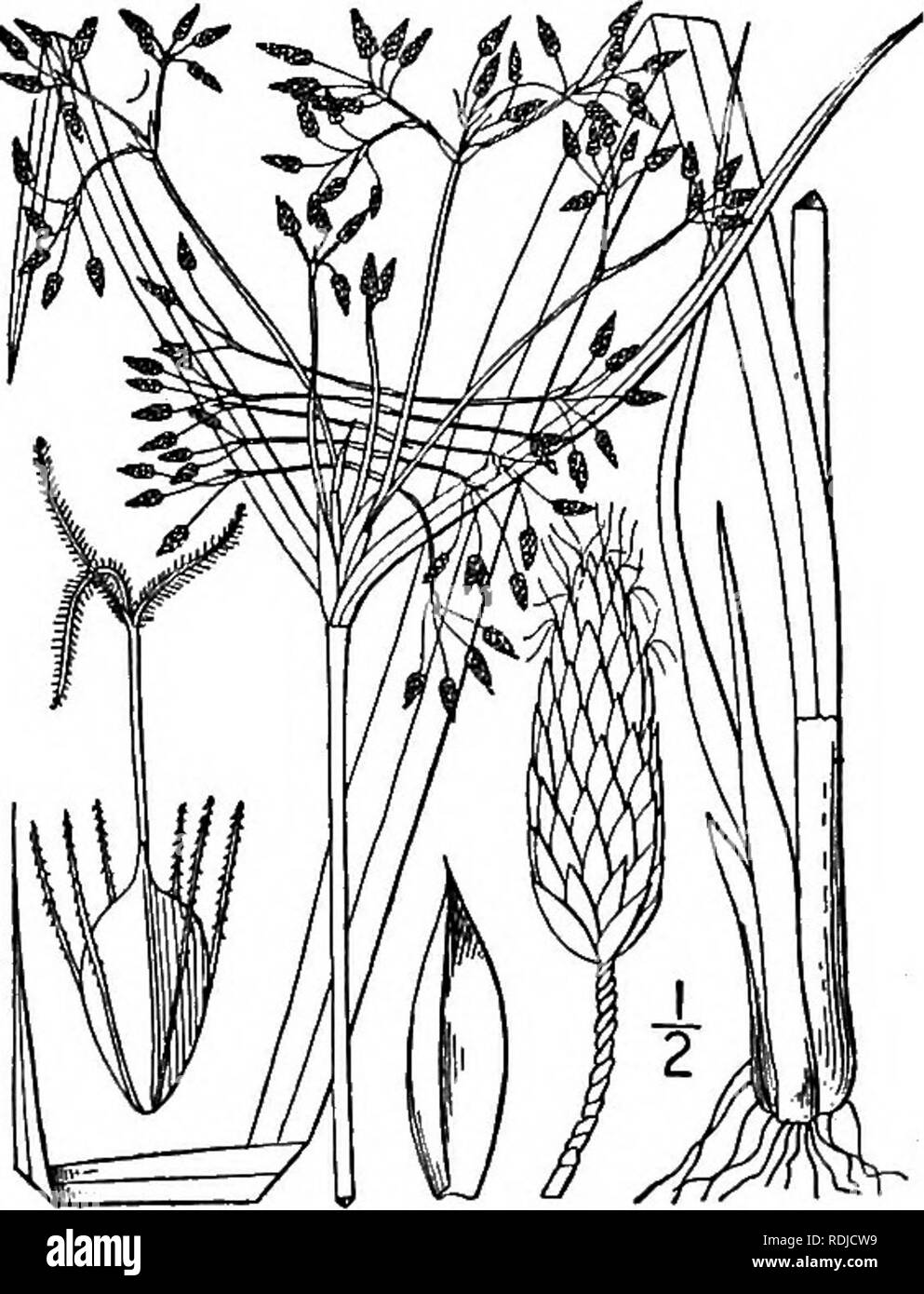 . An illustrated flora of the northern United States, Canada and the British possessions, from Newfoundland to the parallel of the southern boundary of Virginia, and from the Atlantic Ocean westward to the 102d meridian. Botany; Botany. 28. Scirpus Peckii Britton. Fig. 828. Peck's Bulrush. S. Peckii Britton, Trans. N. Y. Acad. Sci. n : 82. 1892. Perennial by rootstocks; culms slender, triangular, li&quot;-4i° tall, leafy. Leaves elongated, 2&quot;-$&quot; wide, rough- margined, the upper overtopping the culm, those of the involucre 3-5, dark-colored at the base, the longer of them exceeding th Stock Photo