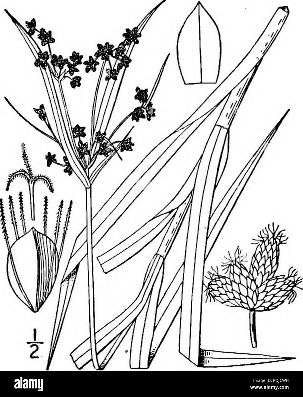 . An illustrated flora of the northern United States, Canada and the British possessions, from Newfoundland to the parallel of the southern boundary of Virginia, and from the Atlantic Ocean westward to the 102d meridian. Botany; Botany. 336 CYPERACEAE. Vol. I. 27. Scirpus polyphyllus Vahl. Leafy Bulrush. Fig. 827. Scirpus polyphyllus Vahl, Enum. 2 : 274. 1806. Perennial by slender rootstocks; culms slender, sharply triangular, ii°-4° tall, very leafy, the leaves 2&quot;-3&quot; wide, exactly 3-ranked, inconspicuously nodu- lose, rough-margined, the upper rarely overtopping the culm; leaves of  Stock Photo