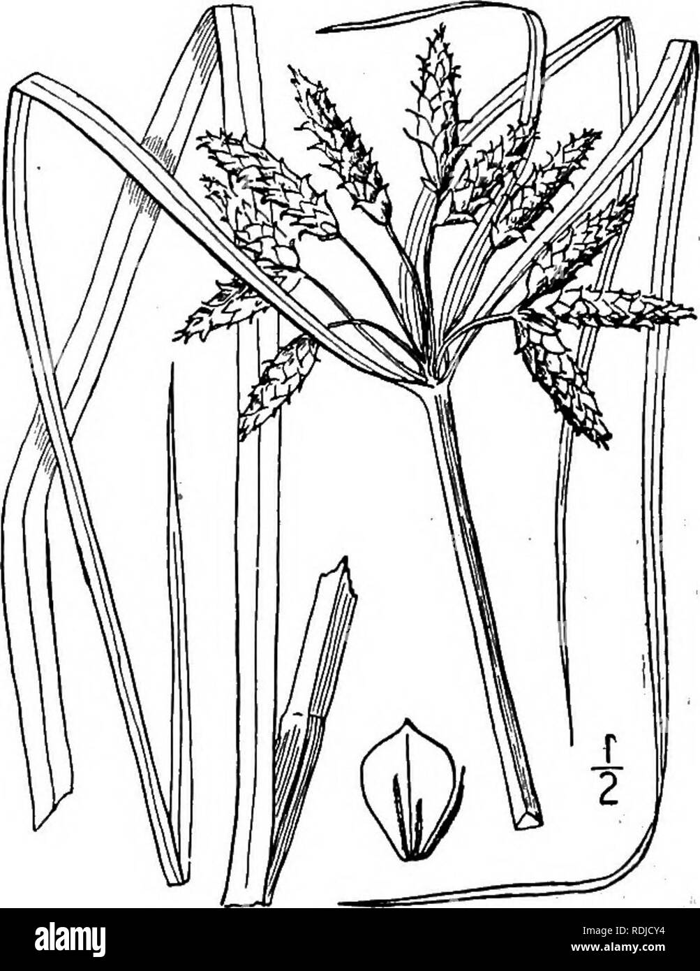 . An illustrated flora of the northern United States, Canada and the British possessions, from Newfoundland to the parallel of the southern boundary of Virginia, and from the Atlantic Ocean westward to the 102d meridian. Botany; Botany. 21. Scirpus Fernaldi Bickwell. Fernald's Bulrush. Fig. 821. S. Fernaldi Bicknell, Torreya 1: 96. 1901. Perennial; culms rather pale green, slender, sharply 3-angled, 2.V tall or less. Leaves i&quot;-3&quot; wide, the upper equalling or surpassing the inflorescence, those of the involucre 3 or 4, the longest one 5' long or less; spikelets ovoid, s&quot;-8&quot;  Stock Photo
