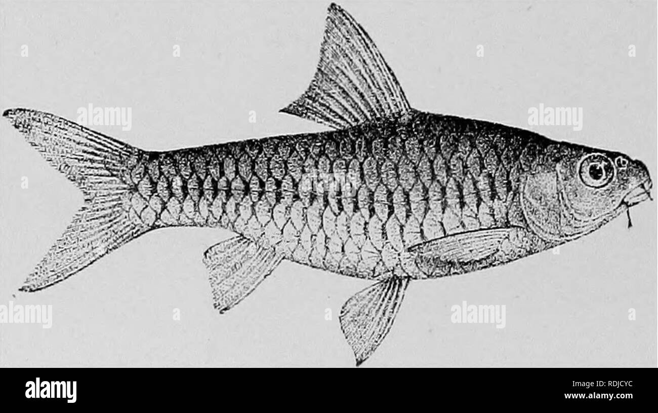 . Catalogue of the fresh-water fishes of Africa in the British museum (Natural history) ... Fishes; Freshwater animals. 2(14 ADDENDA, VOL. JI. preopercular border to root of caudal where it ends in a small dark spot; extremity of dorsal fin blackish. Total length 74 millim. Dwaars River, Transvaal.—Types in S. African Museum; Cape Town. Perhaps not specifically distinct from the preceding. 148. BARBUS XIGERIENSIS, Blgr. Add :— 11-18. Ad. Udi, Lower Niger. Major G. E. Bruce (C). 19-20. Ad. Oji R., l;31a. BARBUS SPURRELLI. Bouleng. Proc. Zool. Soc. 1913, p. 51, pi. iii. fig. 1. Depth of body 3 t Stock Photo