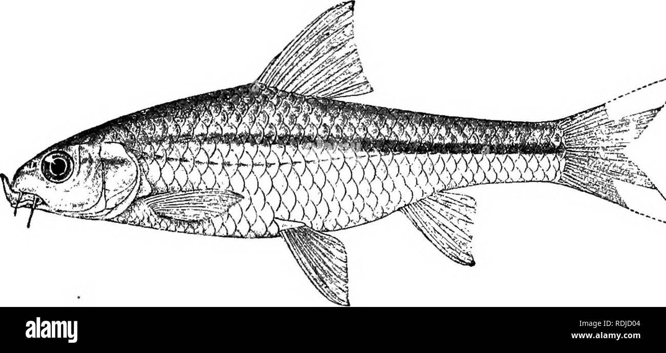 . Catalogue of the fresh-water fishes of Africa in the British museum (Natural history) ... Fishes; Freshwater animals. 262 ADDENDA, VOL. II. 146 a. BARBUS UR0TJ^:NIA. Bouleng. Rev. Zool. Afr. ii. 1913, p. 158. Depth of body equal to length of head, 3^ to 3-^- times in total length. Snout rounded, hardly as long as eye, which is 3 times in length of head and equals interorbital width; mouth small, inferior; lips feebly developed; two barbels on each side, anterior ^ diameter of ej^e, posterior ^. Dorsal IV 9, equally distant from eye and from caudal, border feebly emarginate; last simple ray n Stock Photo