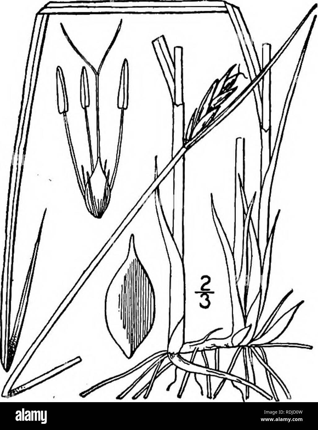 . An illustrated flora of the northern United States, Canada and the British possessions, from Newfoundland to the parallel of the southern boundary of Virginia, and from the Atlantic Ocean westward to the 102d meridian. Botany; Botany. 16. Scirpus heterochaetus Chase. Pale Great Bulrush. Fig. 816. 5&quot;. heterochaetus Chase, Rhodora 6: 70. 1904. Perennial by rather stout rootstocks; culms slender, sheathed below, 6° high or less. In- volucral leaf much shorter than ,the compound umbel; primary rays slender, 4' long or less; bracts acuminate, glabrous; spikelets solitary, ovoid to ellipsoid, Stock Photo