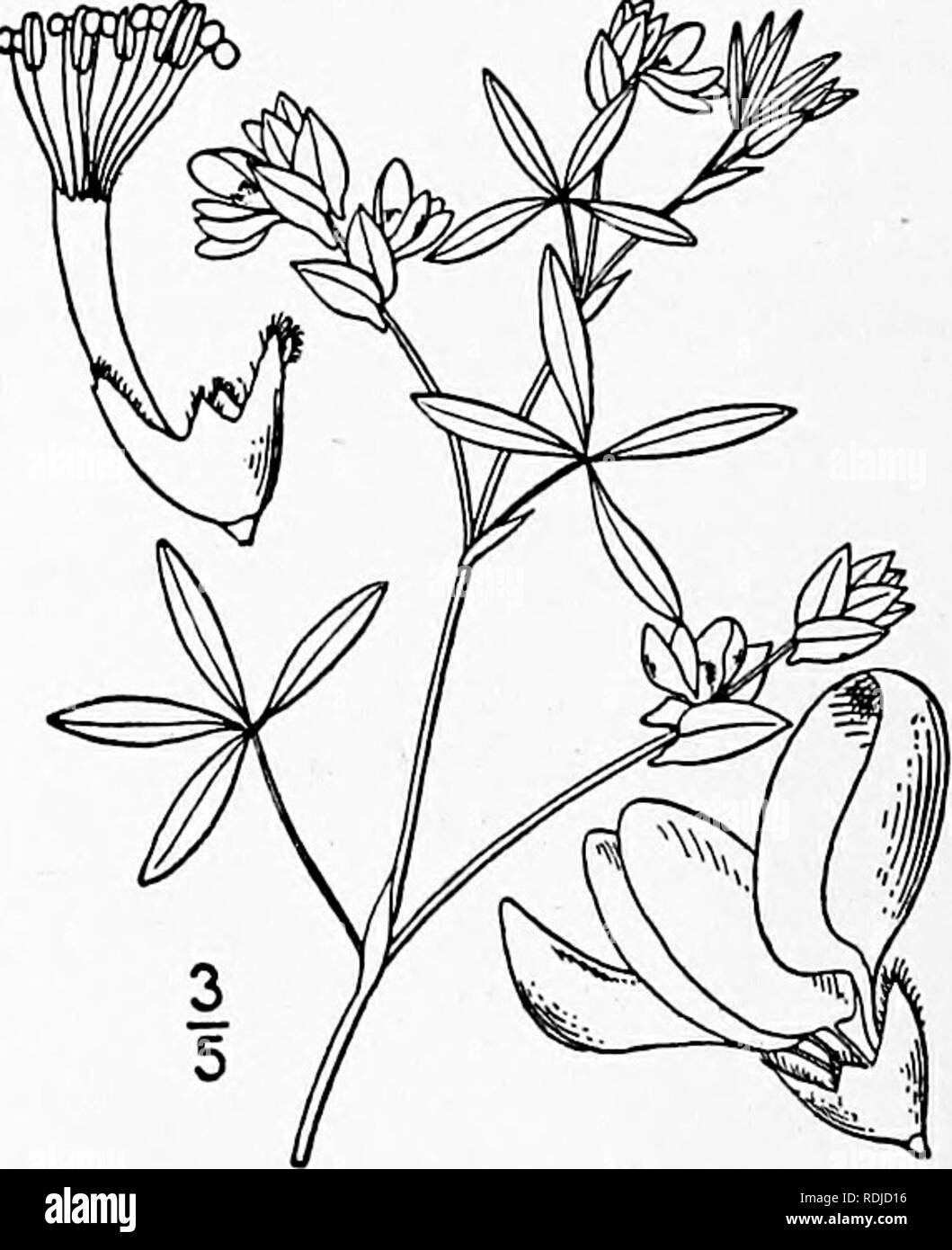 . An illustrated flora of the northern United States, Canada and the British possessions, from Newfoundland to the parallel of the southern boundary of Virginia, and from the Atlantic Ocean westward to the 102d meridian. Botany; Botany. 2. Stylosanthes riparia Kearney. Decumbent Pencil- flower. Fig. 2574. Stylosanthes riparia Kearney, Bull, Torn Club 24: 565. 1897. Stems decumbent, or ascending, 3'-i2' long, usually with a tomentose line on the elongated internodes. Stipules sheath- ing, subulate above; petioles pubescent; leaflets elliptic to obovate-cuneate, the terminal one s&quot;-9&quot;  Stock Photo