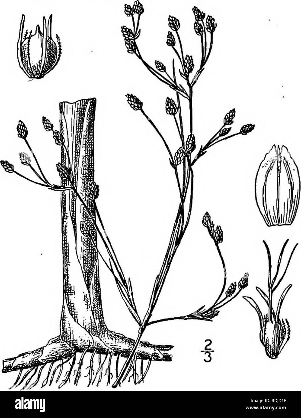 . An illustrated flora of the northern United States, Canada and the British possessions, from Newfoundland to the parallel of the southern boundary of Virginia, and from the Atlantic Ocean westward to the 102d meridian. Botany; Botany. 15. Scirpus occidentalis (S. Wats.) Chase. Viscid Great Bulrush. Fig. 815. 5&quot;. lacustris occidentalis S. Wats. Bot. Cal. 2: 218. 1880. S. occidentalis Chase, Rhodora 6: 68. 1904. Similar to 51. validus, tall, the culms firmer in texture, the margins of the basal sheaths becoming fibrillose. Involucral leaf shorter than the compound umbel; primary rays rath Stock Photo