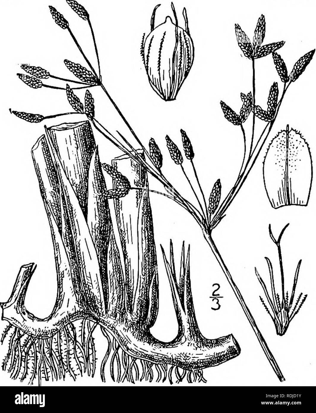 . An illustrated flora of the northern United States, Canada and the British possessions, from Newfoundland to the parallel of the southern boundary of Virginia, and from the Atlantic Ocean westward to the 102d meridian. Botany; Botany. 332 CYPERACEAE. Vol. I.. 15. Scirpus occidentalis (S. Wats.) Chase. Viscid Great Bulrush. Fig. 815. 5&quot;. lacustris occidentalis S. Wats. Bot. Cal. 2: 218. 1880. S. occidentalis Chase, Rhodora 6: 68. 1904. Similar to 51. validus, tall, the culms firmer in texture, the margins of the basal sheaths becoming fibrillose. Involucral leaf shorter than the compound Stock Photo