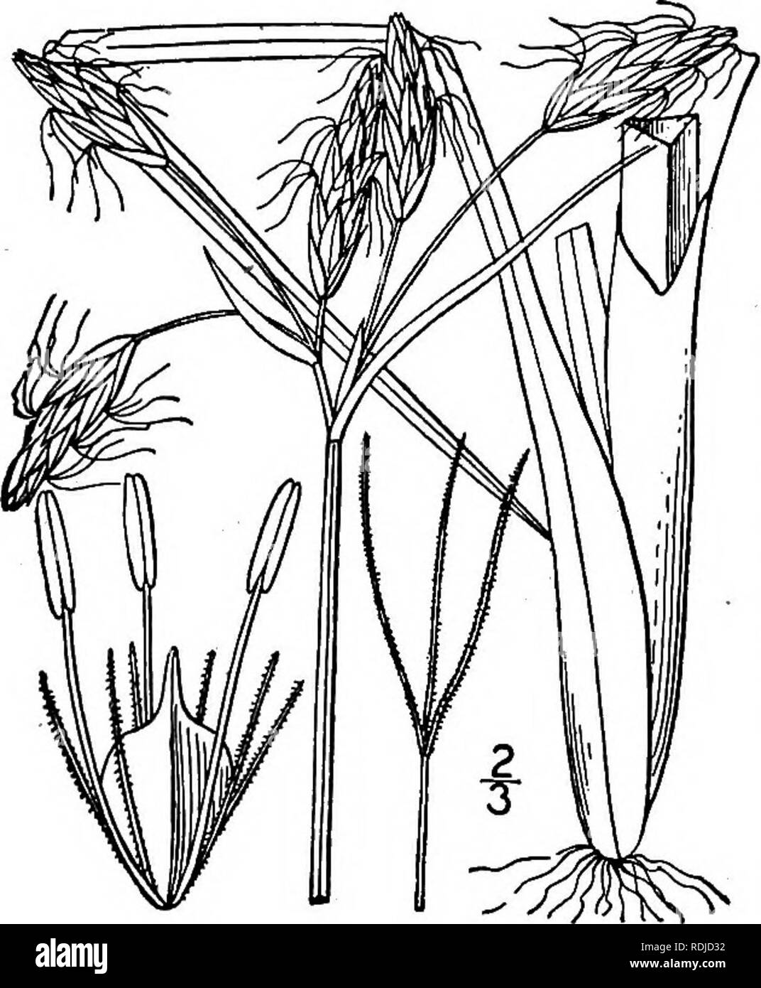 . An illustrated flora of the northern United States, Canada and the British possessions, from Newfoundland to the parallel of the southern boundary of Virginia, and from the Atlantic Ocean westward to the 102d meridian. Botany; Botany. 12. Scirpus mucronatus L. Bog Bulrush. Fig. 812. Scirpus mucronatus L. Sp. PI. so. 1753. Perennial, culms stout, somewhat tufted, sharply 3-angled, smooth, i°-3° tall. Spikelets 5-12 in a capitate cluster, oblong, obtuse, many-flowered, 4&quot;-o/' long, rather more than 1&quot; in diameter, subtended by the solitary linear abruptly spreading involucral leaf; s Stock Photo