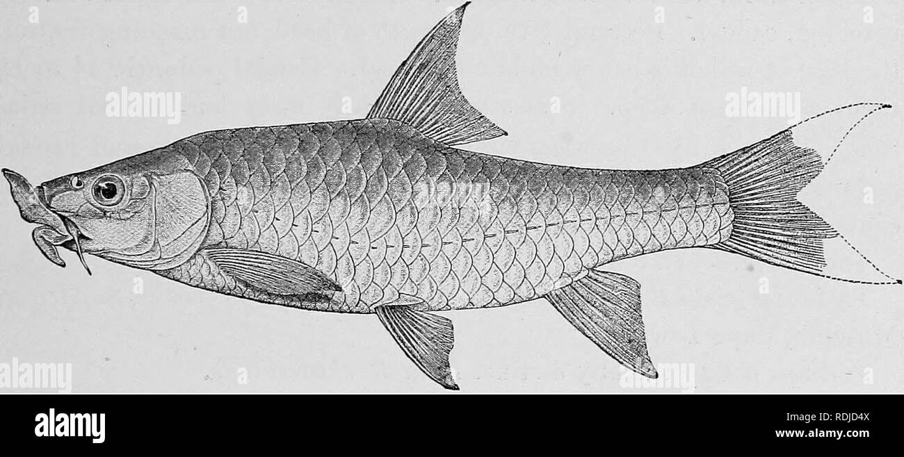 . Catalogue of the fresh-water fishes of Africa in the British museum (Natural history) ... Fishes; Freshwater animals. CYPEINlD.li:. 243 79 a. BARBUS GUNNINGIT. Clilclirist &amp; Tliompsou, Ann. S. Afr. Mus. xi. 1913, p. 391, fig. Depth of bodj' 3j to 34 times in total length, length of head 3f to 3| times. Snout obtusely pointed, not projecting beyond mouth, 2^ to 2f times in length of head, eye 5 to 5| times, interorbital width 2f to 3 times ; mouth subinferior, its width 2| to 3 times in length of head; both lips greatly developed, each more or less strongly produced into an obtusely point Stock Photo