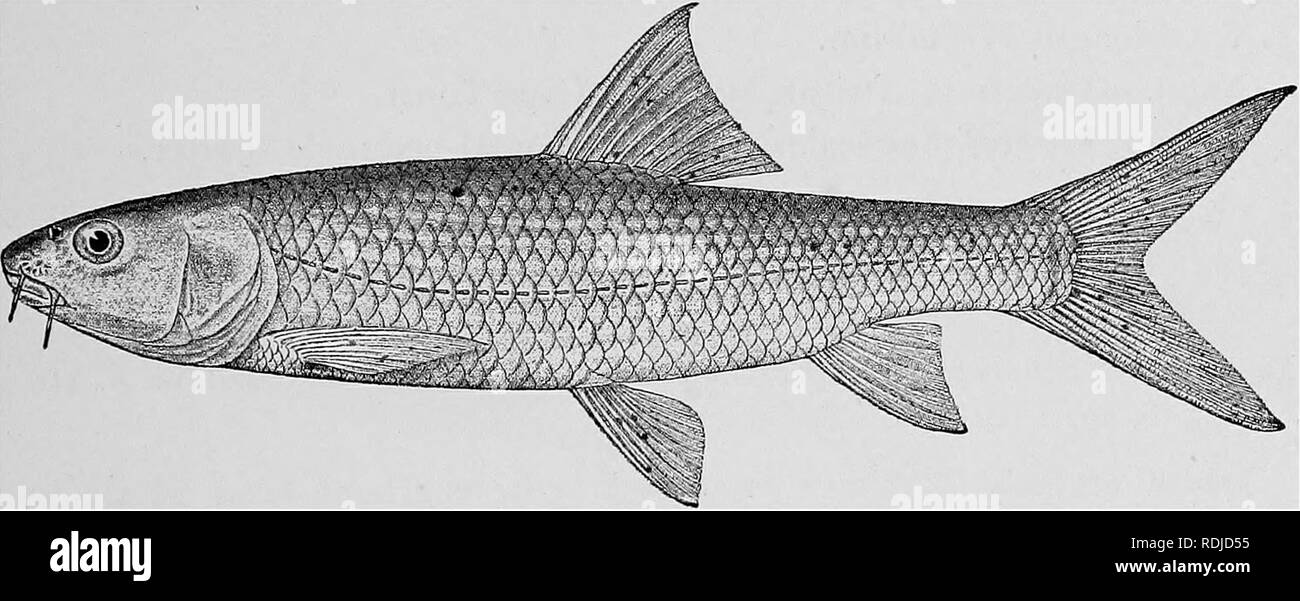 . Catalogue of the fresh-water fishes of Africa in the British museum (Natural history) ... Fishes; Freshwater animals. CYPE1N1D.E. 241 74 a. BAllBUS SEEBERI. Gilchrist &amp; Thompson, Ann. S. Afr. Mus. xi. 1913, p. 390, fig. Depth of body 3| to 4J times in total length, length of head 3 to 4 times. Snout rounded, feebly projecting beyond mouth, 2f to 3| times in length of head; eye supero-lateral, 4^ to 5 times in length of head, interorbital width 3j to 4 times; lips moderate, lower inter- rupted on chin ; two barbels on each side, posterior tlie longer, § to as long as eye. Dorsal IV 9, equ Stock Photo