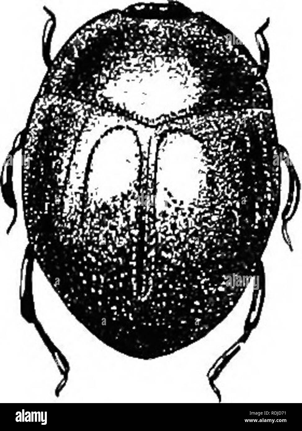 . An illustrated descriptive catalogue of the coleoptera or beetles (exclusive of the Rhynchophora) known to occur in Indiana : with bibliography and descriptions of new species . Beetles. THH lIlSrJliK BEETLES. G21 base and a single larger une m front of scutellum. Elytra witli an irregular trianiiular space of ratber coarse and sparse punctures on apical third; humeral stria very fine; internal sulihumeral, short, subapical; first dorsal extending four-fifths to apex, second, third and fourth gradually shorter, the fourth arched to join to sutural, which extends two-thirds to apex and thence Stock Photo