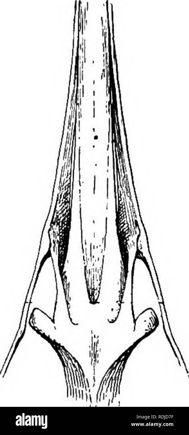 . The birds of South Africa. Birds. Fig. 98.—Front half of the skulls of CEdicnemus and of Numenius, from above, to show the difference between holorhinal and schizorhinal nostrils; in the former the posterior end of the nasal opening is evenly rounded ofi, in the latter this portion of the aperture is slitlike.. Please note that these images are extracted from scanned page images that may have been digitally enhanced for readability - coloration and appearance of these illustrations may not perfectly resemble the original work.. Stark, Arthur Cowell, d. 1899; Sclater, William Lutley, 1863-194 Stock Photo