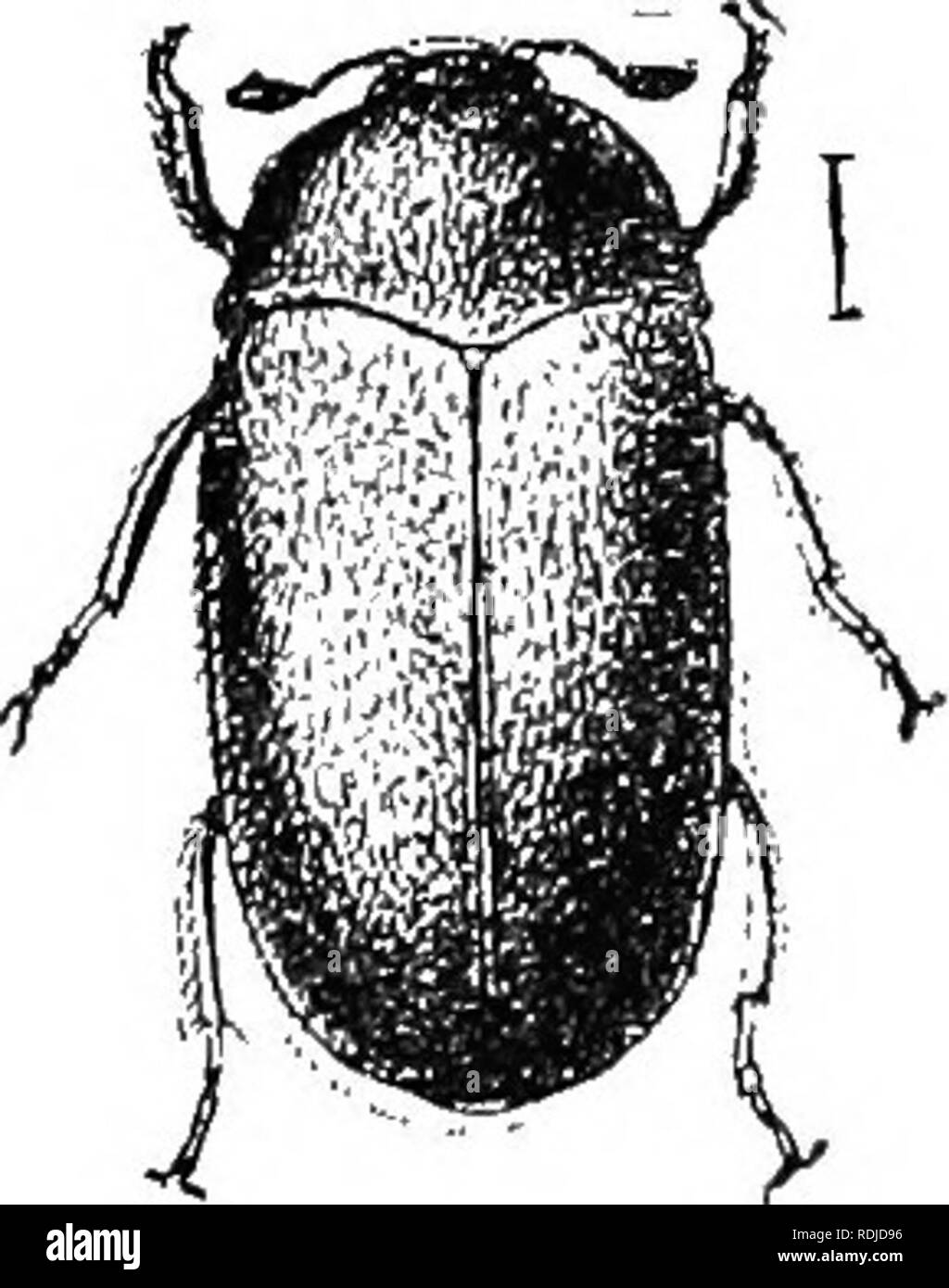 . An illustrated descriptive catalogue of the coleoptera or beetles (exclusive of the Rhynchophora) known to occur in Indiana : with bibliography and descriptions of new species . Beetles. 592 PAMIL' XXIV. DKRMESTin.lO. safe. It is said that an entire generation of the beetle may be developed in six weeks, so under proper conditions of warmth and food supply the increase of the insect will be very rapid. B. elongatus Lee., length 9 mm., is a southern and western spe- t'ies which has been recorded from near Oincinna.ti. III. Atta(ienus Latr. 1802. (Gr., &quot;a woo(Jcock.&quot;) Small oblong'  Stock Photo