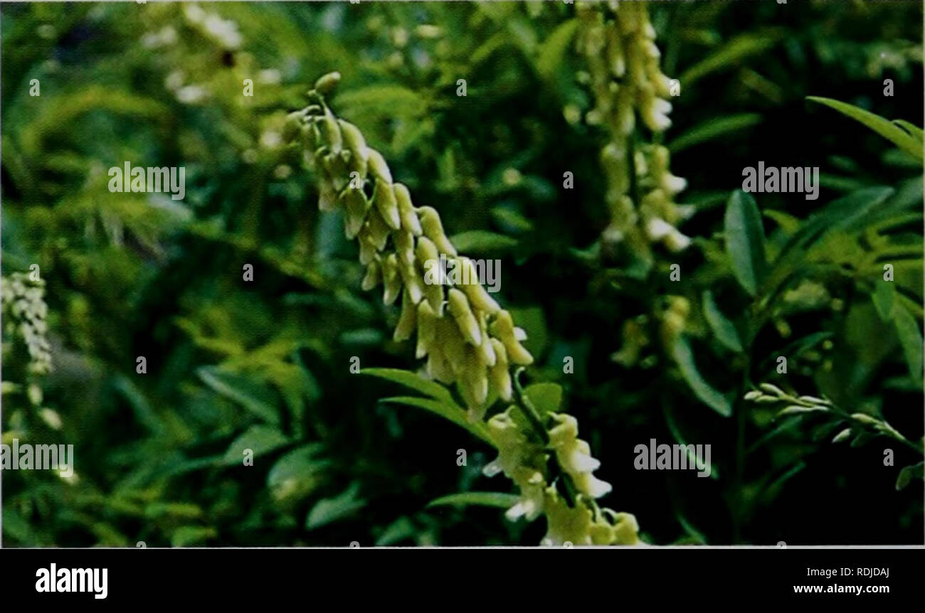 Page 3 Japonica L High Resolution Stock Photography And Images Alamy Page 3 Japonica L High Resolution Stock Photography And Images Alamy