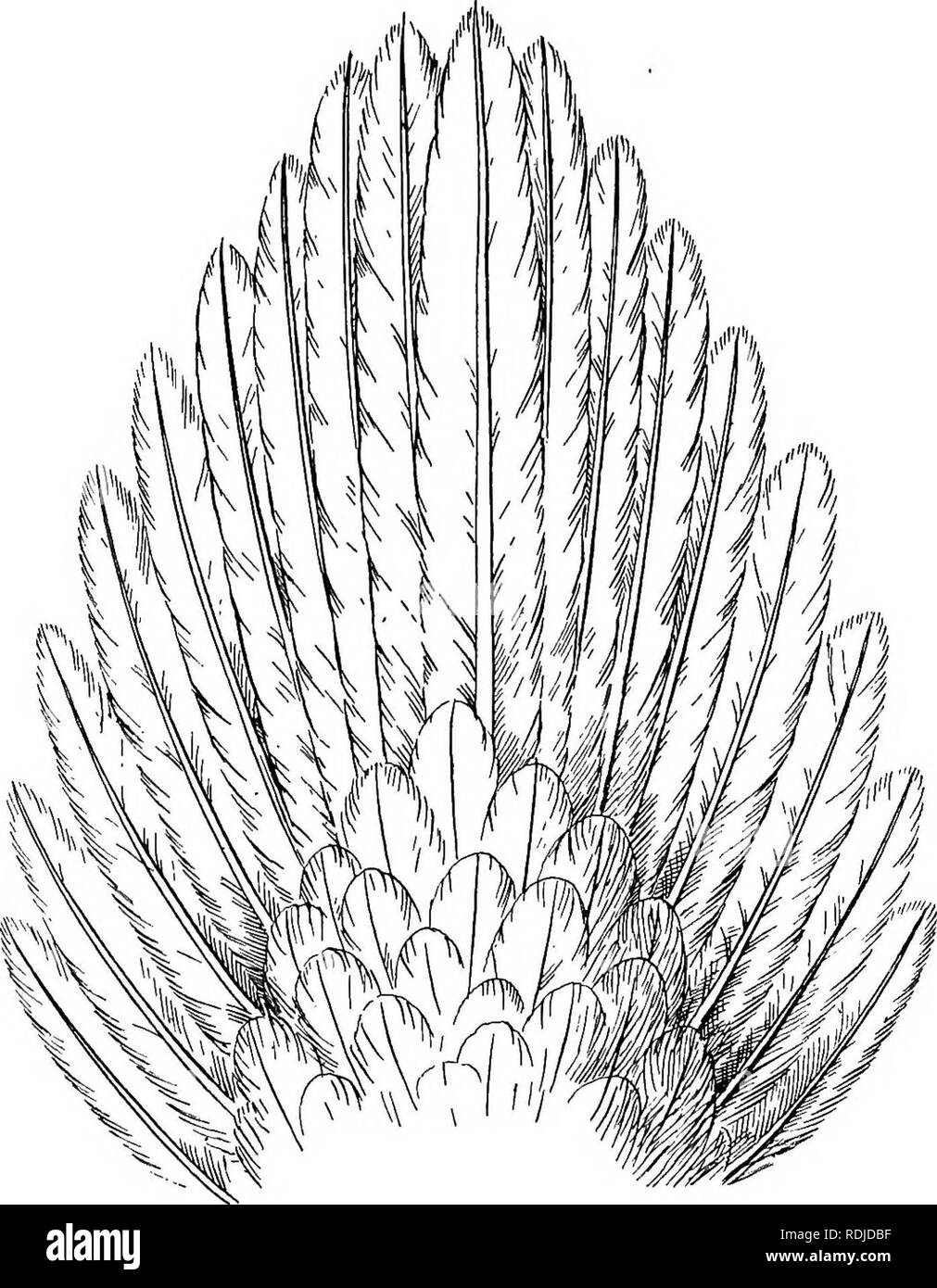 . The birds of South Africa. Birds. 274 HELIORNITHID^ PODICA 686. Podica petersi. Peters' Fin-foot. Podica petersi, Hartl, Ahhandl. Nat. Ver. Hamb. ii, p. 62 (1852) ; Gurney, Ibis, 1859, p. 250, 1860, p. 206 [NatalJ ; Finsch &lt;&amp; Eartlaub, Vbg. Ost-Afr. p. 790 (1870) ; Shelley, Ibis, 1882, p. 367 [Busten- burg] ; Sharpe. ccl. Layard's B. S. Afr. p. 625, pi. xii (1884) ; id.. Fig. 88.—Tail of Podica petersi. x | Cat. B. M. xxiii, p. 231 (1894) ; Shelley, B. Afr. i, p. 175 (1896) ; Woodward Bros., Natal B. p. 171 (1899); Shortridge, Ibis, 1904, p. 202. Podica mossambicana, Peters, Ber. Verh Stock Photo
