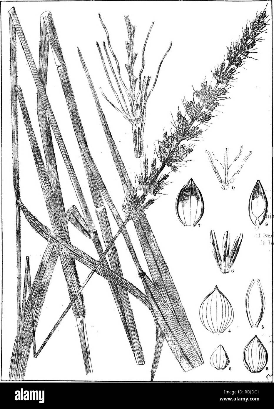 . Natal plants : Descriptions and figures of Natal indigenous plants, with notes on their distribution, economic value, native names, &amp;c., / by J. Medley Wood and Maurice S. Evans. Published under the auspices of Natal Government and Durban Botanic Society. Botany. PLATE 168.. SETARIA LINDENBERGIANA, stapf.. Please note that these images are extracted from scanned page images that may have been digitally enhanced for readability - coloration and appearance of these illustrations may not perfectly resemble the original work.. Wood, John Medley, 1827-1914; Evans, Maurice S. (Maurice Smethurs Stock Photo