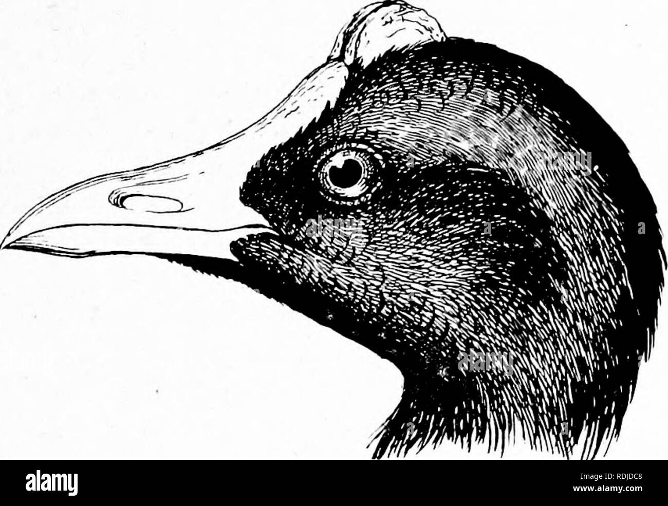 . The birds of South Africa. Birds. EALLID^ PULICA 271 Dresser, B. Eur. vii, p. 328, pi. 504, fig. 1 (1879); Oates, Mata- beleland, p. 324 (1881); Holub Sj- Pelz., Orn. Sud-Afr. p. 295 (1882); Butler, Feilden ^ Beid, Zool. 1882, p. 426; Sharpe ed. Layard's B. S. Afr. p. 621 (1884); Bryden, Own S Camera, p. 349 (1898); Sharpe, Cat. B. M. xxiii, p. 215 (1894); FlecTc, Journ. Ornith. 1894, p. 383; Shelley, B. Afr. i, p. 175 (1896); Woodward Bros., Natal B. p. 171 (1899); Beichenow, Vog. Afr. i, p. 296 (1900); Oates, Cat. B. Eggs, i, p. 130 (1901); Haagner, Ibis, 1902, pp. 574, 580; White- head, I Stock Photo