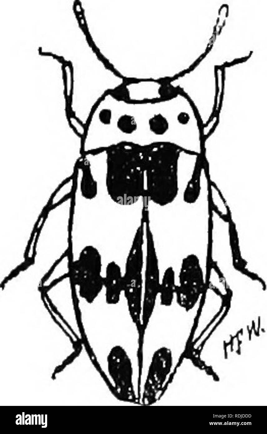 . An illustrated descriptive catalogue of the coleoptera or beetles (exclusive of the Rhynchophora) known to occur in Indiana : with bibliography and descriptions of new species . Beetles. 540 FAMILY XVIII. EKOTYLID 10, *1042 (3219). IscHYEtrs quadripunctatus Oliv., Enc. Metb. Ins., VI, 1808, 437. Ovale, subt'loiigate, couvex. Head black; thorax yel- low, with four black dots iu a row across the middle; elytra yellow, with a large common scutellar spot, a smaller one on humerus, a deeply dentate median baud and an oblong spot on each at apex, black; beneath black, the sides of abdomen yellow.  Stock Photo