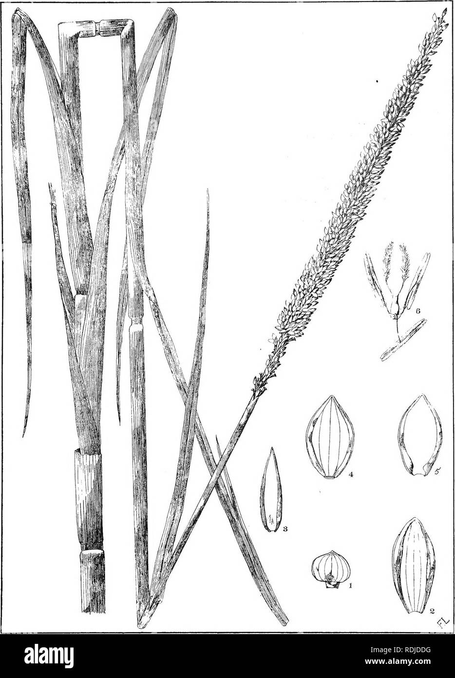 . Natal plants : Descriptions and figures of Natal indigenous plants, with notes on their distribution, economic value, native names, &amp;c., / by J. Medley Wood and Maurice S. Evans. Published under the auspices of Natal Government and Durban Botanic Society. Botany. PLATE 164.. PANICUA INTERRUFTUA. willd. Please note that these images are extracted from scanned page images that may have been digitally enhanced for readability - coloration and appearance of these illustrations may not perfectly resemble the original work.. Wood, John Medley, 1827-1914; Evans, Maurice S. (Maurice Smethurst),  Stock Photo