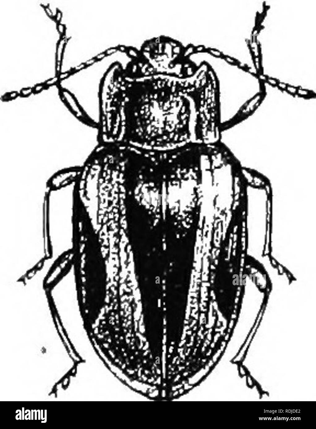 An Illustrated Descriptive Catalogue Of The Coleoptera Or Beetles