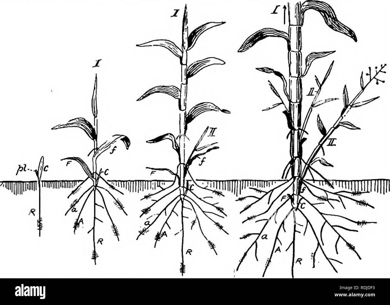 . Elementary botany . Botany. ROOT that is, as acropetal branches of another root — they are said to be adventitious. The difference between adventi- tious and normal lateral roots is well illustrated by considering the rOot-system of Dicotyledons and Monocotyledons. One of the general characteristics of a Dicotyledon is that its embryo in the seed has two cotyledons {e.g. Bean, Hazel, Oak). Frequently the root-system of Dicotyledons is formed after the manner described as occurring in the Bean, and well illustrated by fig. 4. The embryo of a Monocotyledon, on. Fig. 5.—Development of a typical Stock Photo