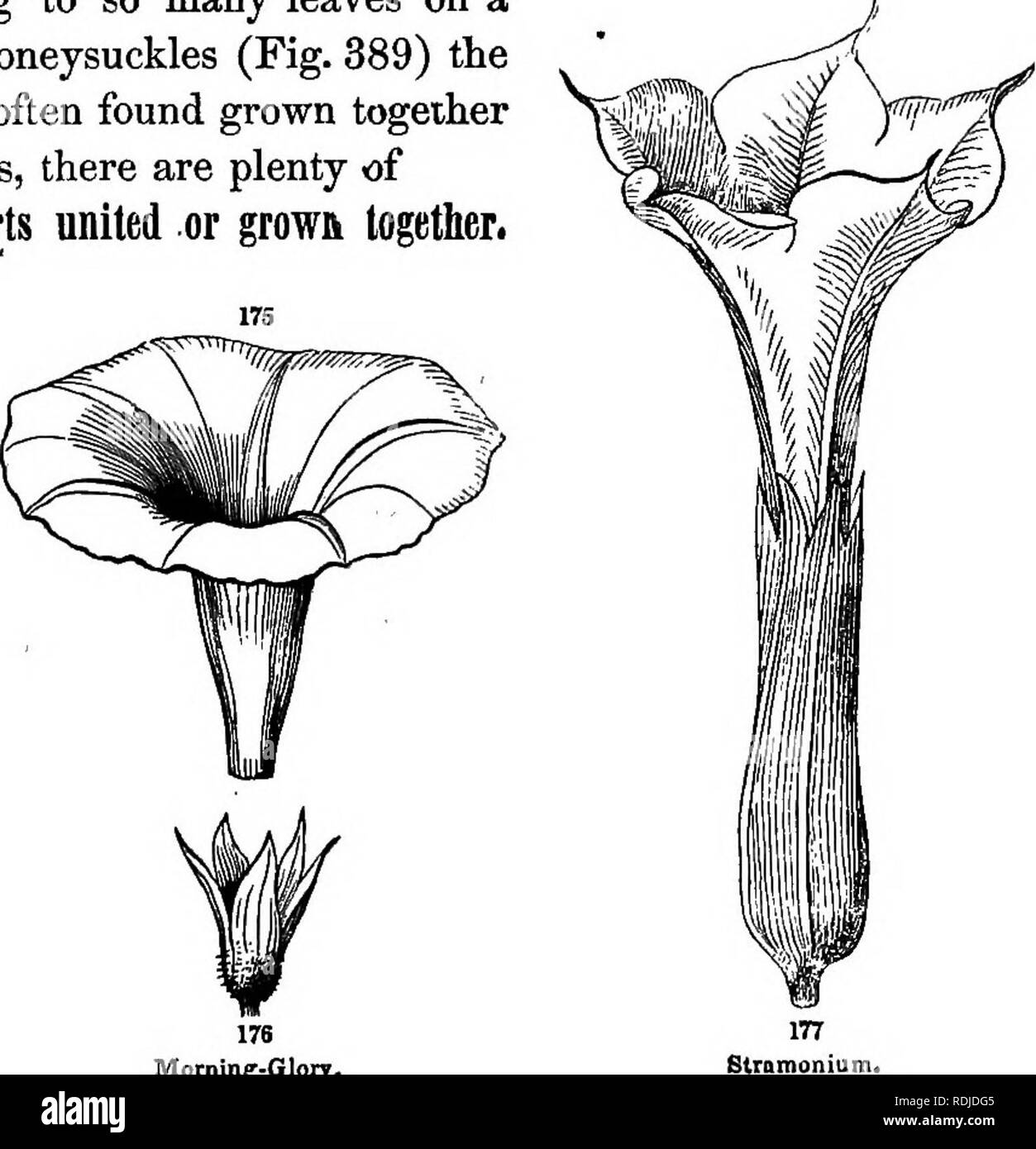 Botany for young people and common schools : how plants grow, a simple  introduction to structural botany : with a popular flora, or an arrangement  and description of common plants both
