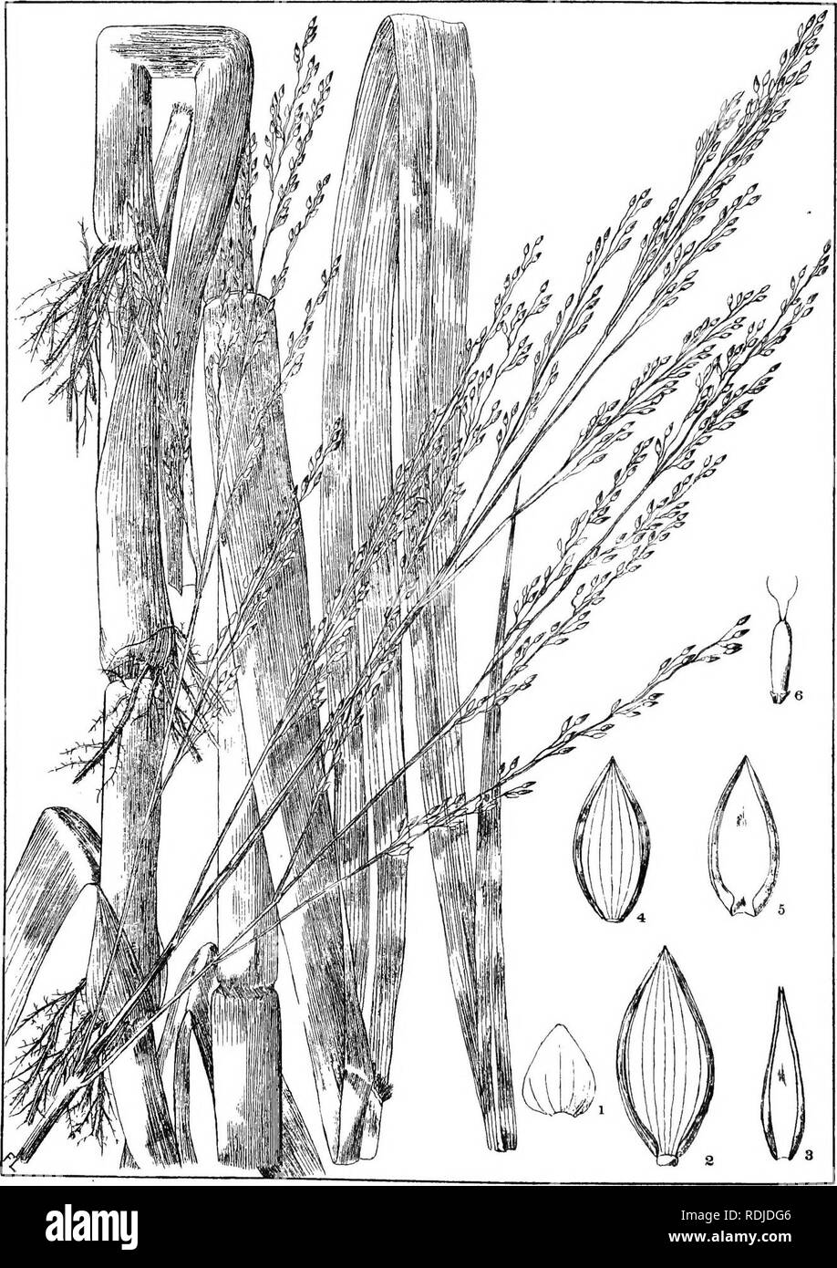 . Natal plants : Descriptions and figures of Natal indigenous plants, with notes on their distribution, economic value, native names, &amp;c., / by J. Medley Wood and Maurice S. Evans. Published under the auspices of Natal Government and Durban Botanic Society. Botany. PLATE 159.. PANICUA PROLIFERUA. lam. Var: B longljubatum, stapf.. Please note that these images are extracted from scanned page images that may have been digitally enhanced for readability - coloration and appearance of these illustrations may not perfectly resemble the original work.. Wood, John Medley, 1827-1914; Evans, Mauric Stock Photo