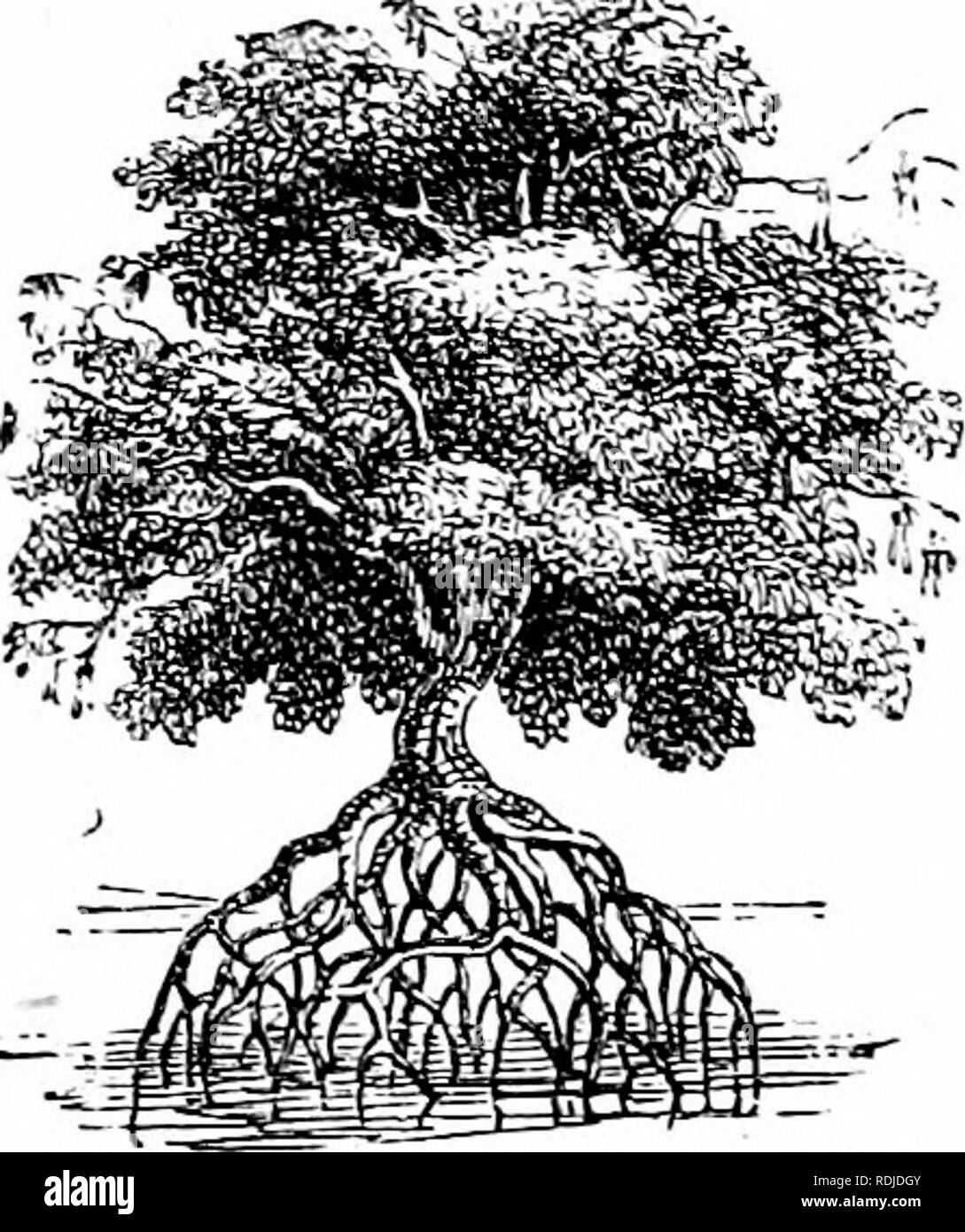 Clip Art Of Adventitious Roots