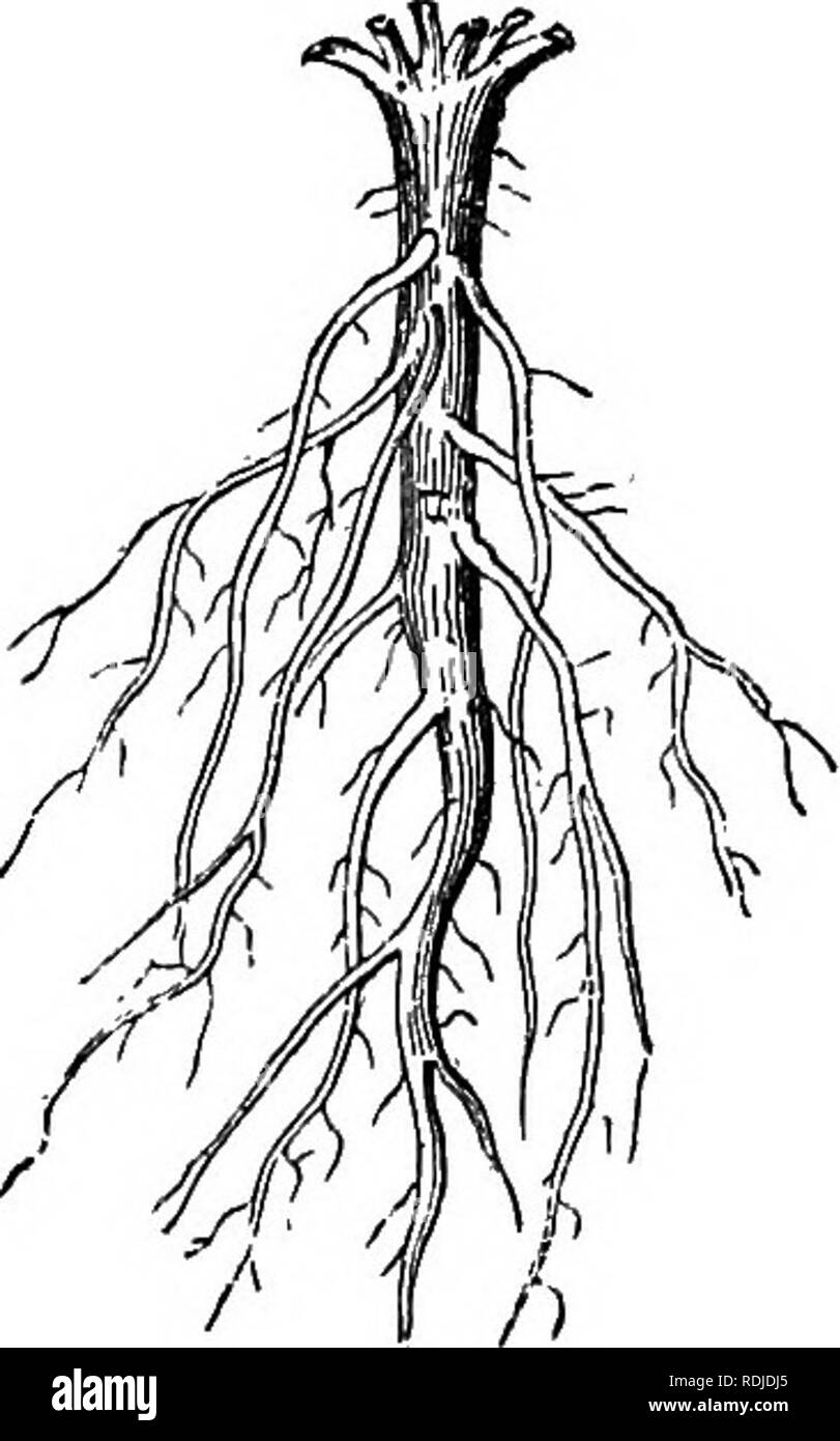 A Manual of botany : being an introduction to the study of the structure,  physiology, and classification of plants . Botany. 38 STEUCTDEE OF BOOTS.  Pyrus japonica, and especially Anemone japoniea,