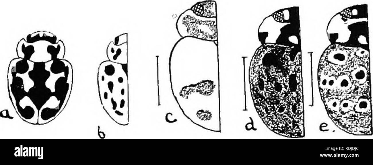 German Expressionist Typefaces
