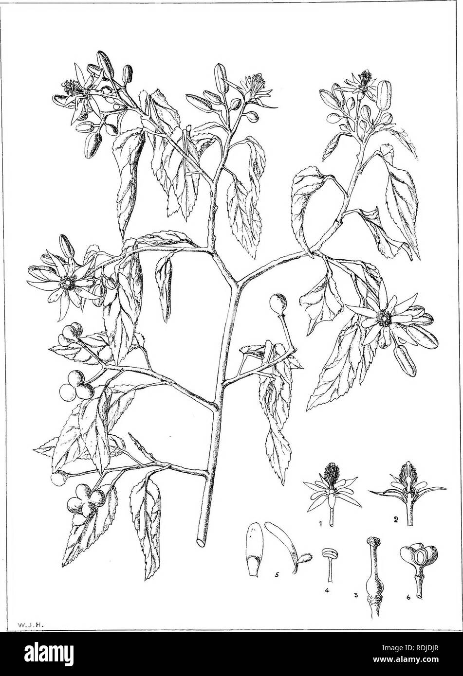 . Natal plants : Descriptions and figures of Natal indigenous plants, with notes on their distribution, economic value, native names, &amp;c., / by J. Medley Wood and Maurice S. Evans. Published under the auspices of Natal Government and Durban Botanic Society. Botany. Plale 210. Grewia occidentalis,Zii7n. Please note that these images are extracted from scanned page images that may have been digitally enhanced for readability - coloration and appearance of these illustrations may not perfectly resemble the original work.. Wood, John Medley, 1827-1914; Evans, Maurice S. (Maurice Smethurst), 18 Stock Photo