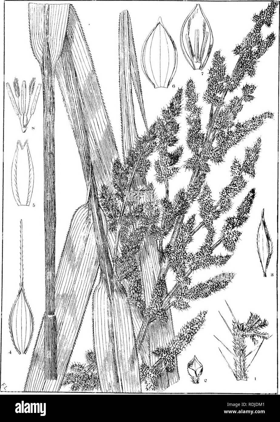 . Natal plants : Descriptions and figures of Natal indigenous plants, with notes on their distribution, economic value, native names, &amp;c., / by J. Medley Wood and Maurice S. Evans. Published under the auspices of Natal Government and Durban Botanic Society. Botany. PLATE 151.. FANICUA CRUS-FAVONIS. ifsE3. Var: rostratum Stapf.. Please note that these images are extracted from scanned page images that may have been digitally enhanced for readability - coloration and appearance of these illustrations may not perfectly resemble the original work.. Wood, John Medley, 1827-1914; Evans, Maurice  Stock Photo
