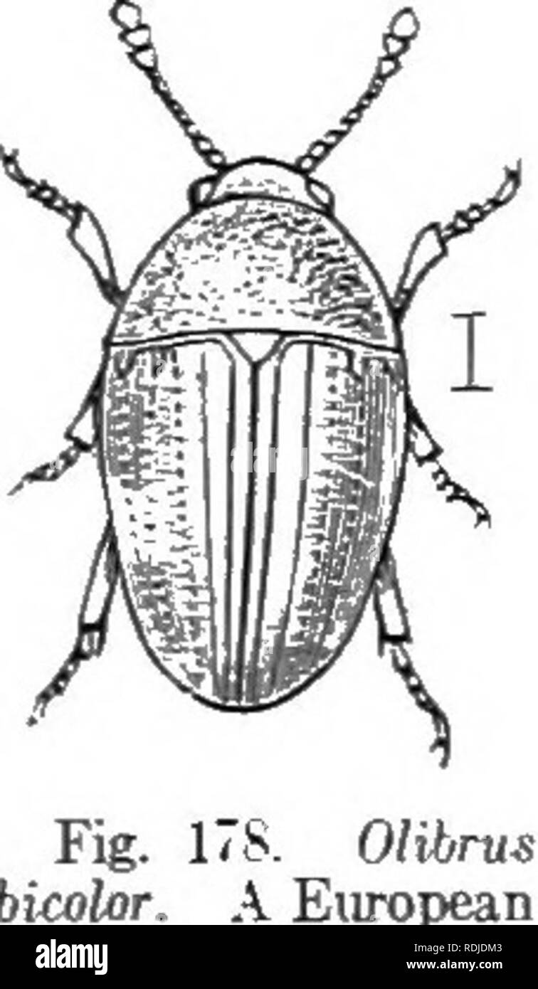 . An illustrated descriptive catalogue of the coleoptera or beetles (exclusive of the Rhynchophora) known to occur in Indiana : with bibliography and descriptions of new species . Beetles. THE SH1X1X( ! FLOWER BEETLES. 497 of elytra, st-arcely punctate. Elytra distinctly but sparsely punctate, the punctures finest toward the base; sutural stria deep, a little curved. Length l.S mm. Southern half of State: frequent. 'May 1-September 20. Scaphiomicnis flavescens Casey, pale brownish-yellow, length .9 mm., was described from ]Iiehigan. Family XIY. PIIALACRID.E. The SrnxixG Flower Beetles. To thi Stock Photo