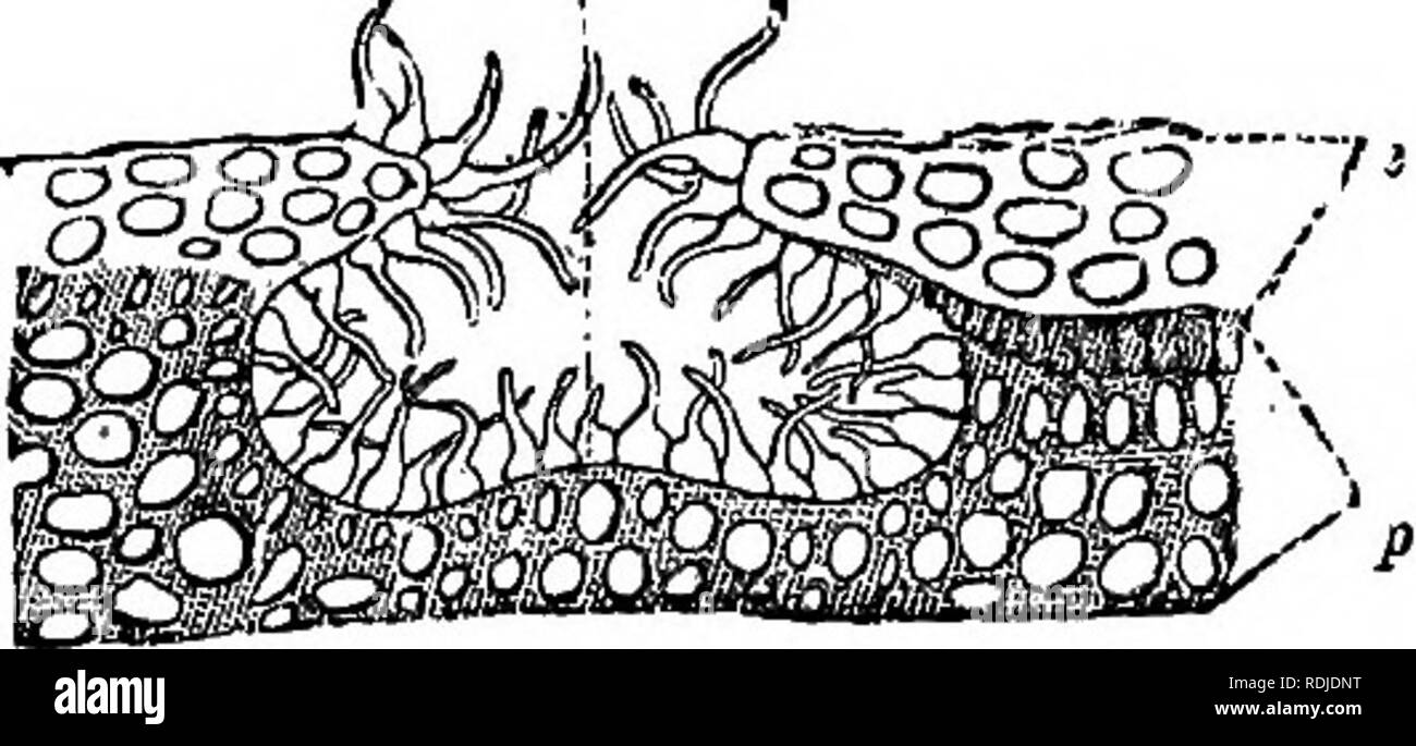 . A Manual of botany : being an introduction to the study of the structure, physiology, and classification of plants . Botany. Fig. 77. Fig. 78.' cellular plants, nor in plants always submerged, nor in pale parasites. This is not, however, a universal rule, for stomata have been detected in Marchantia and some other Oellulares; also in the submerged leaves of Eriocaulon setaceum,-and in the pale parasite Orobanche Ei;yngii. They do not exist on roots, nor in plants kept long in darkness so as to be blanched or etiolated, and they are rare or imperfectly developed in succulent plants. Stomata v Stock Photo