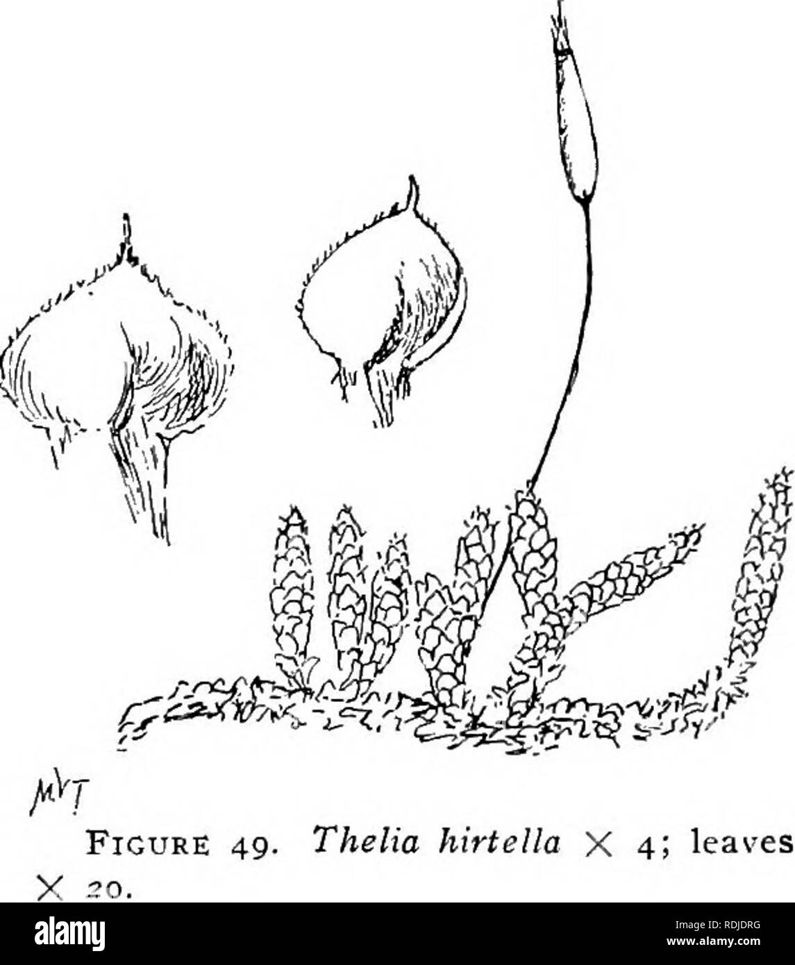. Mosses with a hand-lens; a non-technical handbook of the more common and more easily recognized mosses of the north-eastern United States. Mosses. Figure 48. a, Anomodon ai&gt;i- culatus X -2- b, Capsules X 10. c, Leaf X 10. d, Branch of A. attenuatus, moist, X ^. THELIA. ThELIA HIETELtA (Hedw.) Sulliv., the Common Thelia, is very common in the southern and coastwise portion of. Thelia hirtella X 4; leaves. Please note that these images are extracted from scanned page images that may have been digitally enhanced for readability - coloration and appearance of these illustrations may not perfe Stock Photo