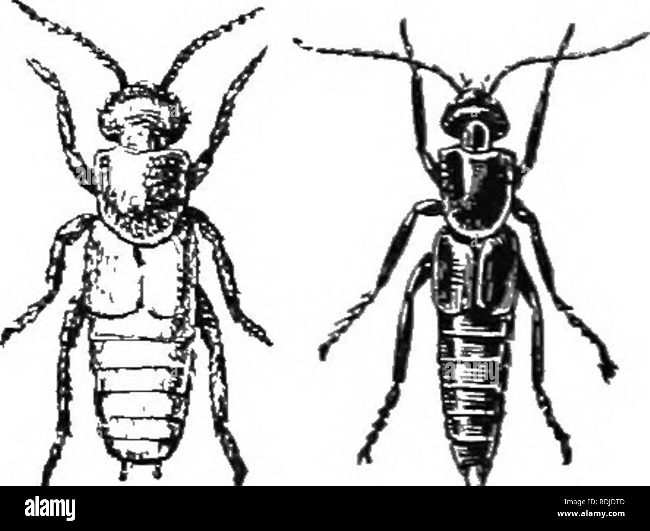 . An illustrated descriptive catalogue of the coleoptera or beetles (exclusive of the Rhynchophora) known to occur in Indiana : with bibliography and descriptions of new species . Beetles. TprE SH0KT-WIX(TEI1 St'AVEXGER BEETLES. 379 -'i' (2144). (Itvprs ATEB Grav., Mon. C-ol. Jlier., ISOG, 166. Black, shiniiiir; tibiae, tarsi anil basal bait' of auleiiLue pieeous. Anteiiii:i&gt; slender, reacli- iug middle of thora.x. Head distjnctl.v broad- er than loug. fluely ;uid sparsely puuctale. Thorax longer tban broad, slightly narrower than head: sides nearly straight, rounded into base: disk finely Stock Photo