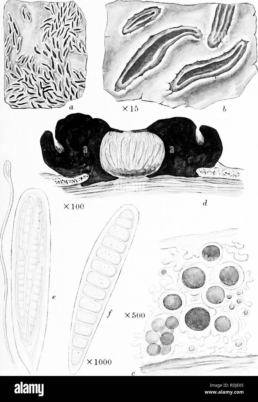 . A monograph of lichens found in Britain; being a descriptive catalogue of the species in the herbarium of the British Museum. Lichens. Plate 28. X 500 GRAPHIS BLBGANS Ach. a. Plant on bark. b. Portion of thallus and apothecia. c. Vertical section of thallus. d. Vertical section of apothecium. c. Ascus and paraphysis /. Spore.. Please note that these images are extracted from scanned page images that may have been digitally enhanced for readability - coloration and appearance of these illustrations may not perfectly resemble the original work.. British Museum (Natural History). Dept. of Botan Stock Photo