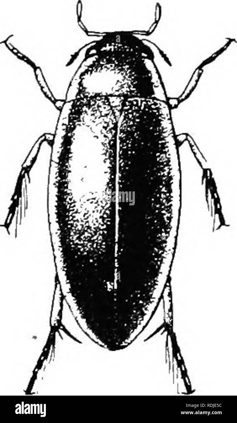 . An illustrated descriptive catalogue of the coleoptera or beetles (exclusive of the Rhynchophora) known to occur in Indiana : with bibliography and descriptions of new species . Beetles. 256 FAMILY VI.—HYDHOPHILIDJE. fitj. Form more broadly oval; elytral iiunctures larger and more dis- tinct. 495. GLABER. cfi. I&gt;rosternal groove open in front; elytra with discal yellow stripes. 496. STEI0L.4Trs. 4!)2 n.jS;0). TuopisTEHNUs xiMBATUs Say, Journ. Phil. Acad. Nat. Sei., Ill, 1823, 205; ibid. II, 130. Elongate-oval, convex. Olivaceous black, shining; clypeus, thorax and elytra margined with pal Stock Photo
