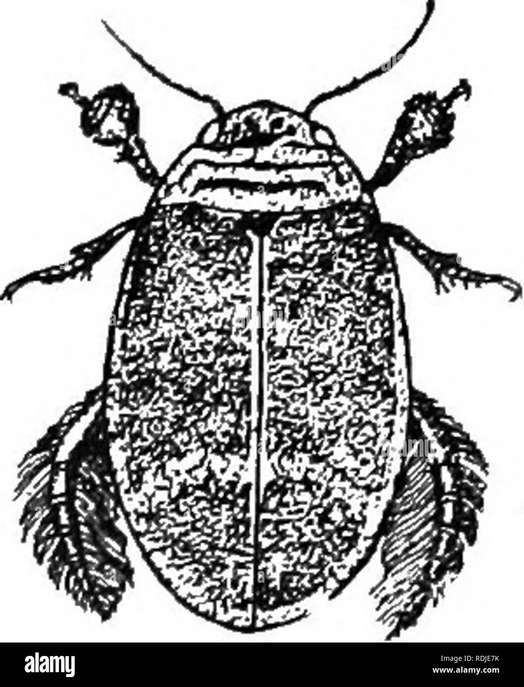 . An illustrated descriptive catalogue of the coleoptera or beetles (exclusive of the Rhynchophora) known to occur in Indiana : with bibliography and descriptions of new species . Beetles. THE PEEDACEOT'S PITING BEETLES. 233 the margins; elytra with the margin broadly yellow and usually with a sub-basal yellowish band from which extend backward four or five narrow dull yellow lines; under surface dark piceous, the presternum paler. Length 12.5-14 mm. Lake and Steuben counties; rare. May 27-August 16. 455 (1478). Hydaticvs i^evipexni.s Thoms., Op. Ent., Ill, 324. Elongate-oval, subconvex. Piceo Stock Photo