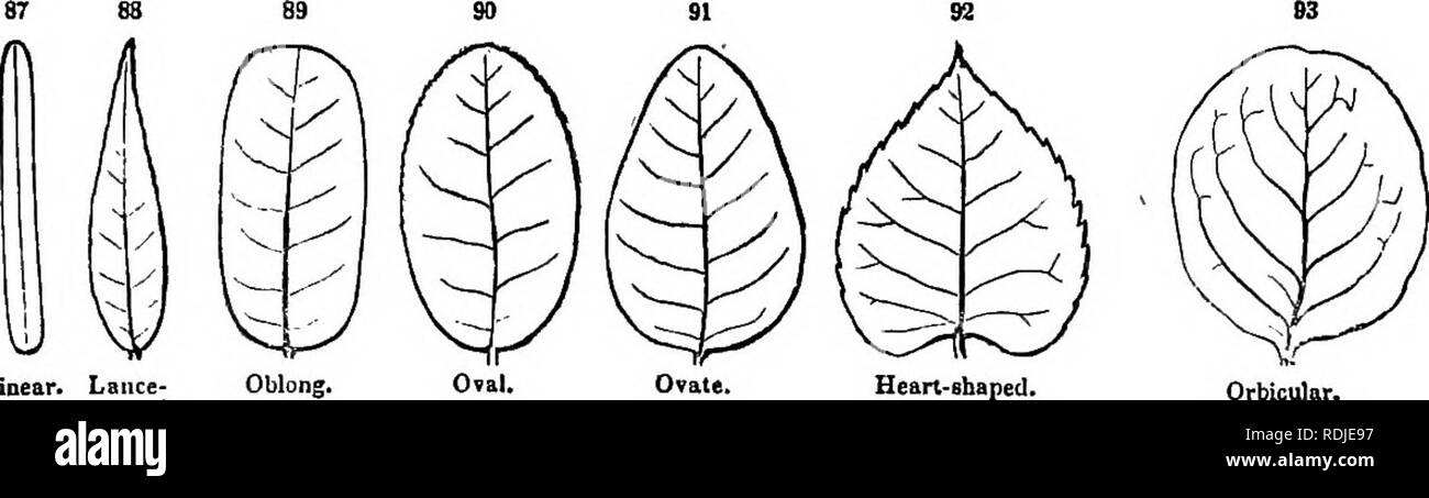 . Botany for young people and common schools : how plants grow, a simple introduction to structural botany : with a popular flora, or an arrangement and description of common plants both wild and cultivated : illustrated by 500 wood engravings . Botany. KINDS AND FORMS OF LEAVES. 47 Oval; broader than oblong, and with a flowing outline, as in Fig. 90. Ovate ; oval, but broader towards the lower end; of the shape of a hen's egg cut through lengthwise, as in Fig. 91. Orbicular or Round ; circular or nearly circular in outline, as in Fig. 93.. Linear. Lbiicc- Bhaped. Oblong. Hean-shaped. Of these Stock Photo