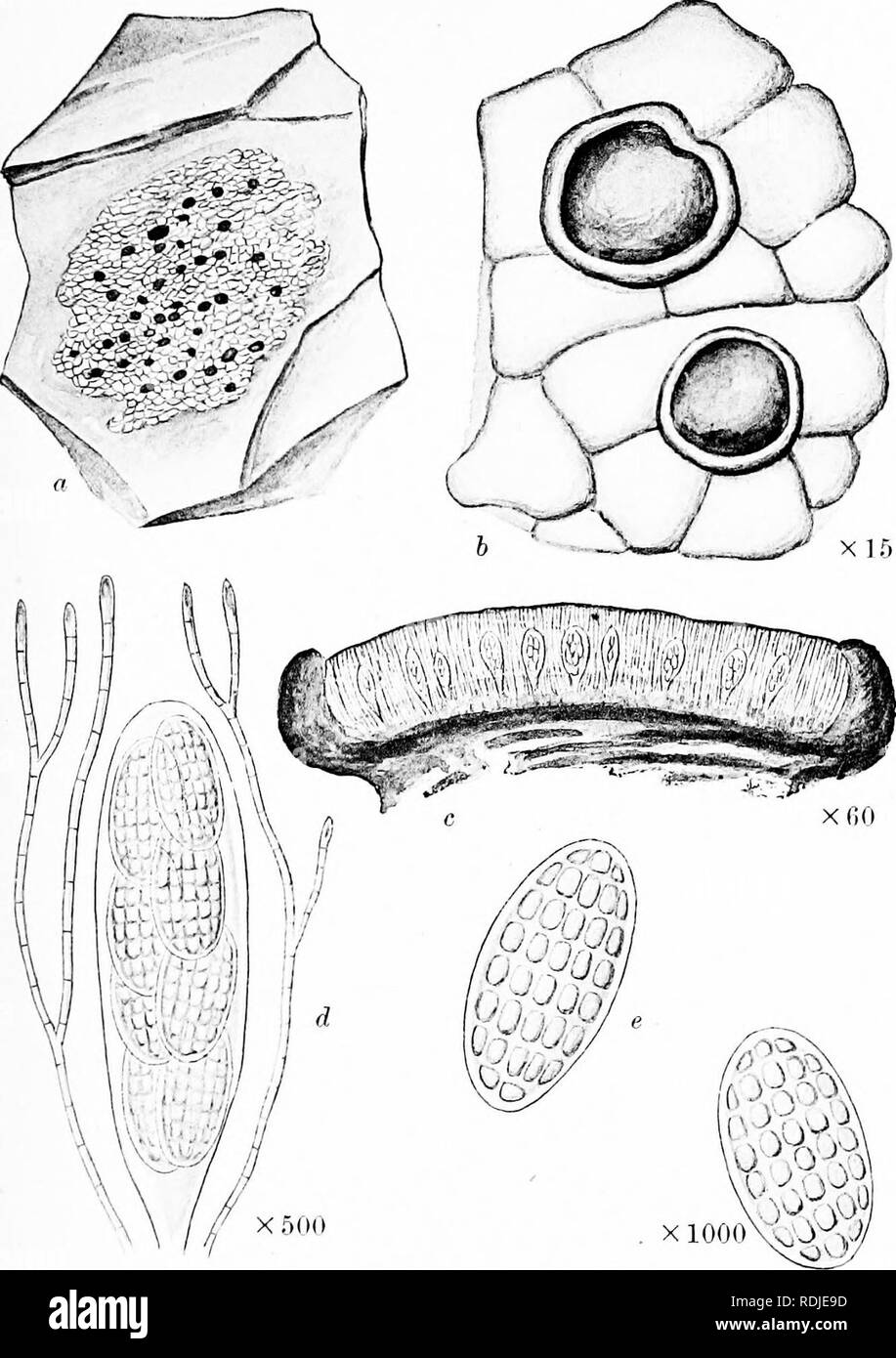 . A monograph of lichens found in Britain; being a descriptive catalogue of the species in the herbarium of the British Museum. Lichens. Plate 15. JUITZdCJARPON OBSCLIRATUM Massal. n. Pliint uu rook. '). Portion of tliallus and apothecia. c. Vertical section of apothociam. cL Ascus and paraphyses. e. Spores.. Please note that these images are extracted from scanned page images that may have been digitally enhanced for readability - coloration and appearance of these illustrations may not perfectly resemble the original work.. British Museum (Natural History). Dept. of Botany; Crombie, James Mo Stock Photo