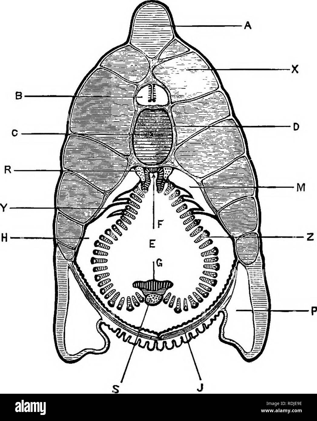 A junior course of practical zoology. Zoology. 188 AMPHIOXUS 5. The pharynx  is of an inverted heart-shape in transverse section. a. The branchial bars,  or gill-arches. Owing to their obliquity and