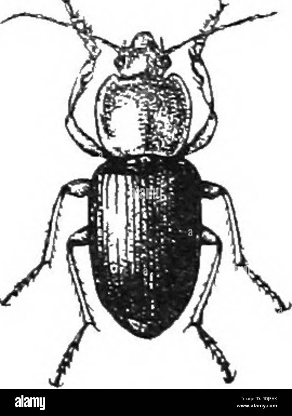 . An illustrated descriptive catalogue of the coleoptera or beetles (exclusive of the Rhynchophora) known to occur in Indiana : with bibliography and descriptions of new species . Beetles. 200 FAIIILT Iir. HALITLID.P,. Tlii-ouglionl. the State; frequent. April IH-I )i'r('iiilier 1S. ::.sl (1209). AsisoDACTYLVS SBKicEi s HaiT., X. Eug. Far.. 1828, 177. Oblong. Black, opaque; antenutie reddish-browu; femora plceous, tibite and tarsi pale. Thorax broader than long, apex and base equal; sides regu- larly curved, hind angles rounded, basal impressions cibsolete; surf aw sparsely iiuuctate. more den Stock Photo