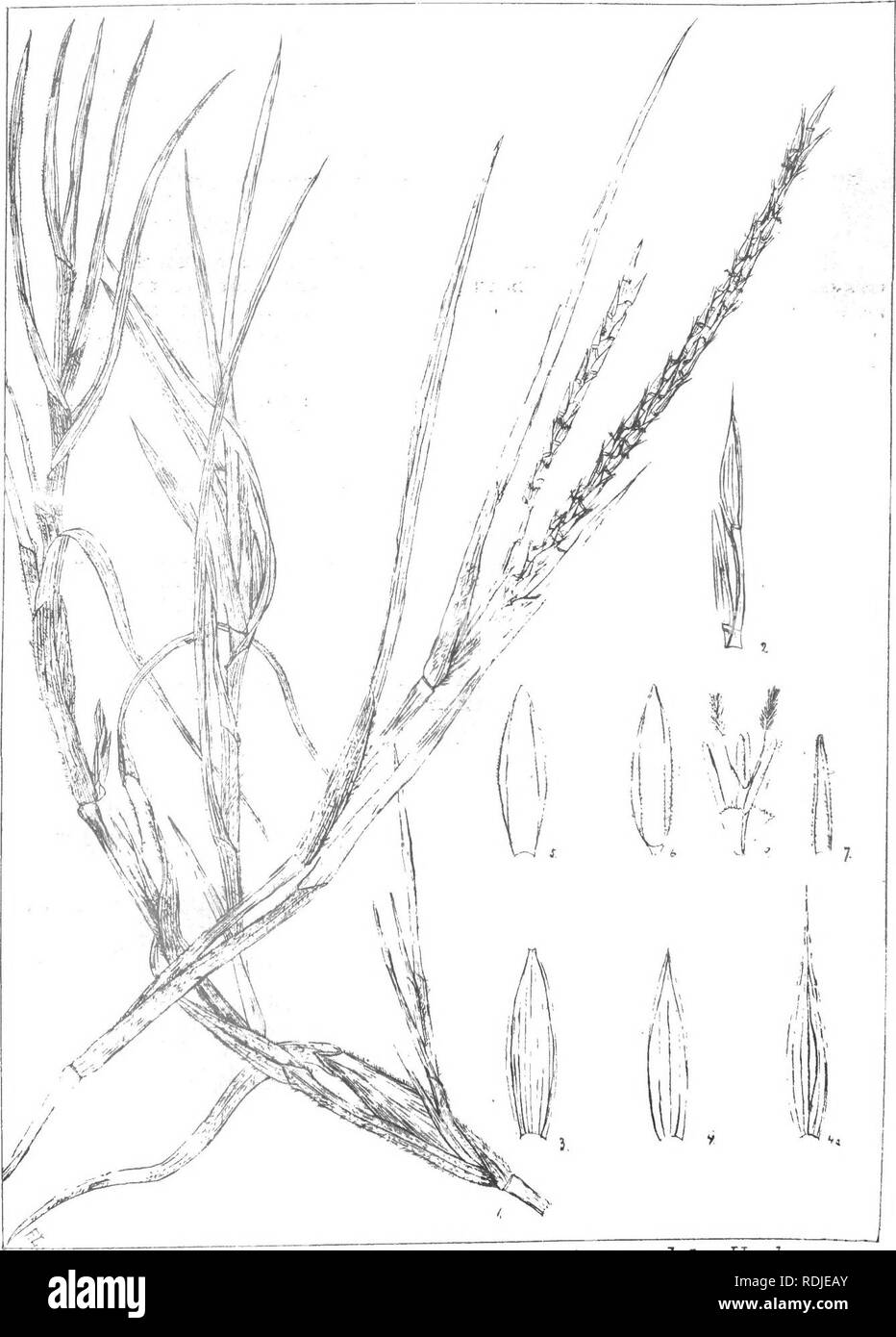 . Natal plants : Descriptions and figures of Natal indigenous plants, with notes on their distribution, economic value, native names, &amp;c., / by J. Medley Wood and Maurice S. Evans. Published under the auspices of Natal Government and Durban Botanic Society. Botany. Plale lOS. Rotftoellia comppessa,Liim.var, fasciculata^dcA.. Please note that these images are extracted from scanned page images that may have been digitally enhanced for readability - coloration and appearance of these illustrations may not perfectly resemble the original work.. Wood, John Medley, 1827-1914; Evans, Maurice S.  Stock Photo