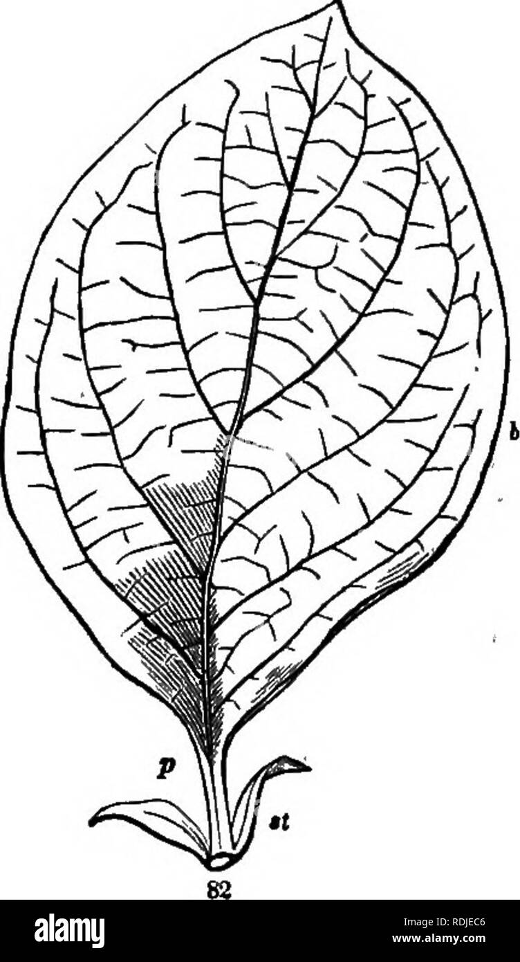 . Botany for young people and common schools : how plants grow, a simple introduction to structural botany : with a popular flora, or an arrangement and description of common plants both wild and cultivated : illustrated by 500 wood engravings . Botany. u HOW PLANTS GKOW. in a Quince-leaf: b, the blade; p, the footstalk ; and st, the stipules, looking like a pair of httle blades, one on each side of the stalk. But many leaves have no stipules ; many have no footstalk, and then the blade sits directly on the stem (or is sessile), as in Fig. 138. Some leaves even have no blade; but this is uncom Stock Photo