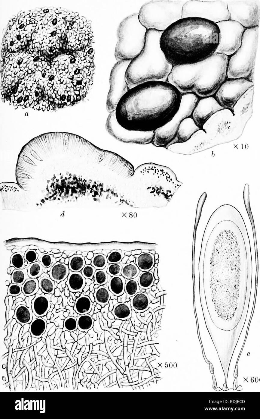 . A monograph of lichens found in Britain; being a descriptive catalogue of the species in the herbarium of the British Museum. Lichens. Plate 8. 600 LECIDEA (MYCOBLASTUS) SANGUINARIA Ach. (I. Plant, /). Portion of thallus and apotheoia. c. Vertical section of thalhis. d. Vertical section of apothecium. e. Ascus with spore and paraplijses.. Please note that these images are extracted from scanned page images that may have been digitally enhanced for readability - coloration and appearance of these illustrations may not perfectly resemble the original work.. British Museum (Natural History). De Stock Photo